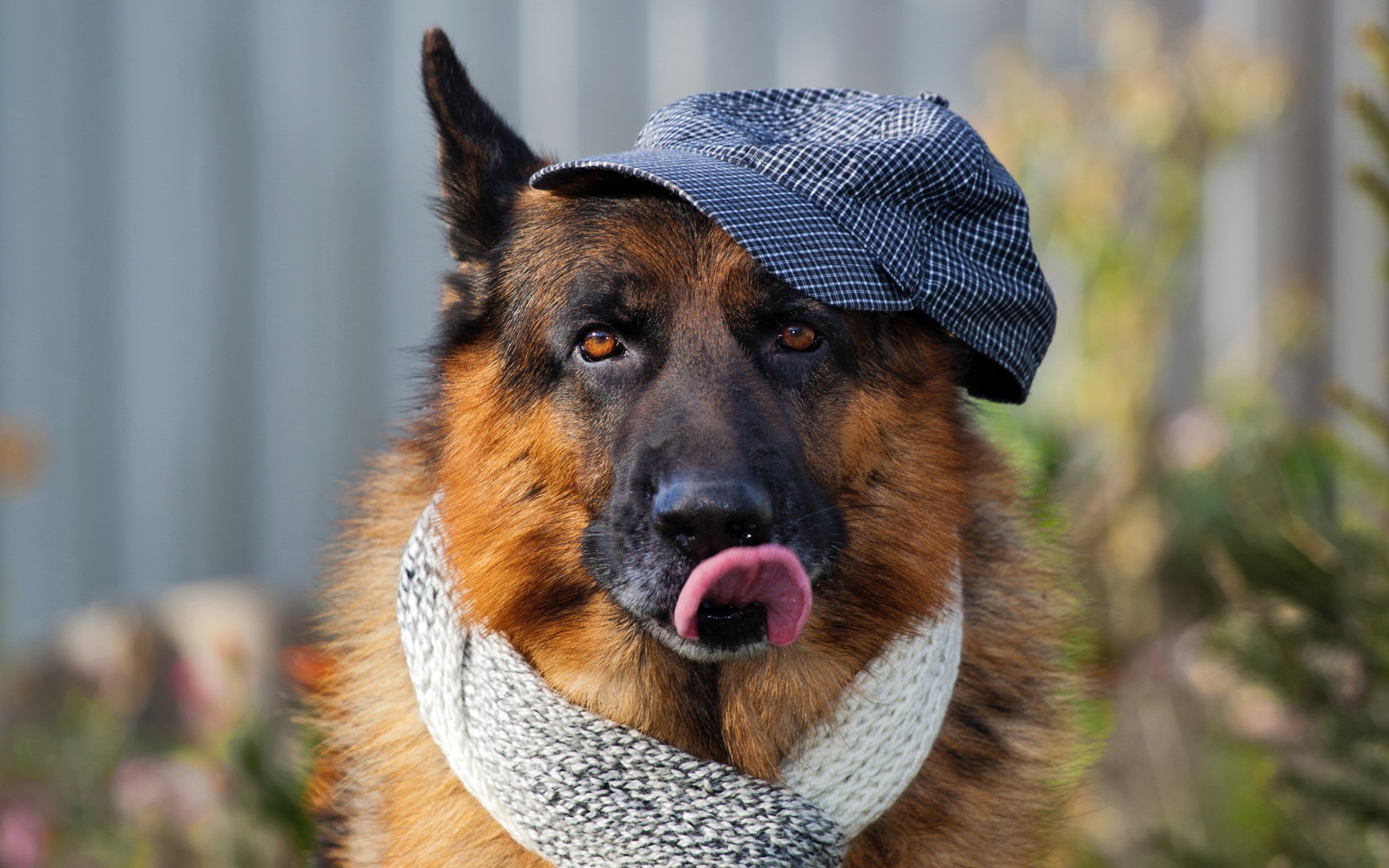 German Shepherd dog wearing a cap and scarf HD Wallpaper
