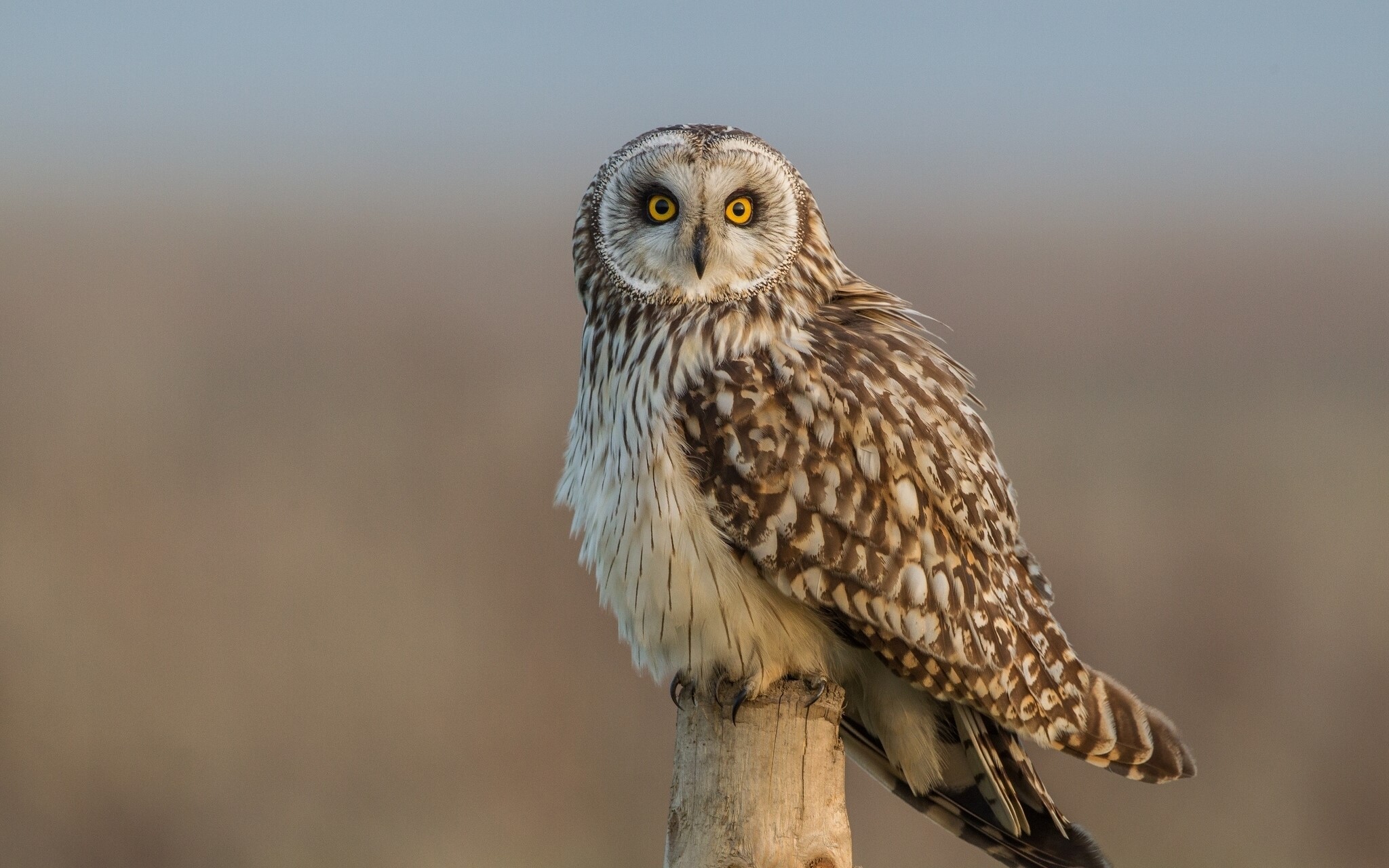 Short-eared owl perched on a wooden post HD Wallpaper