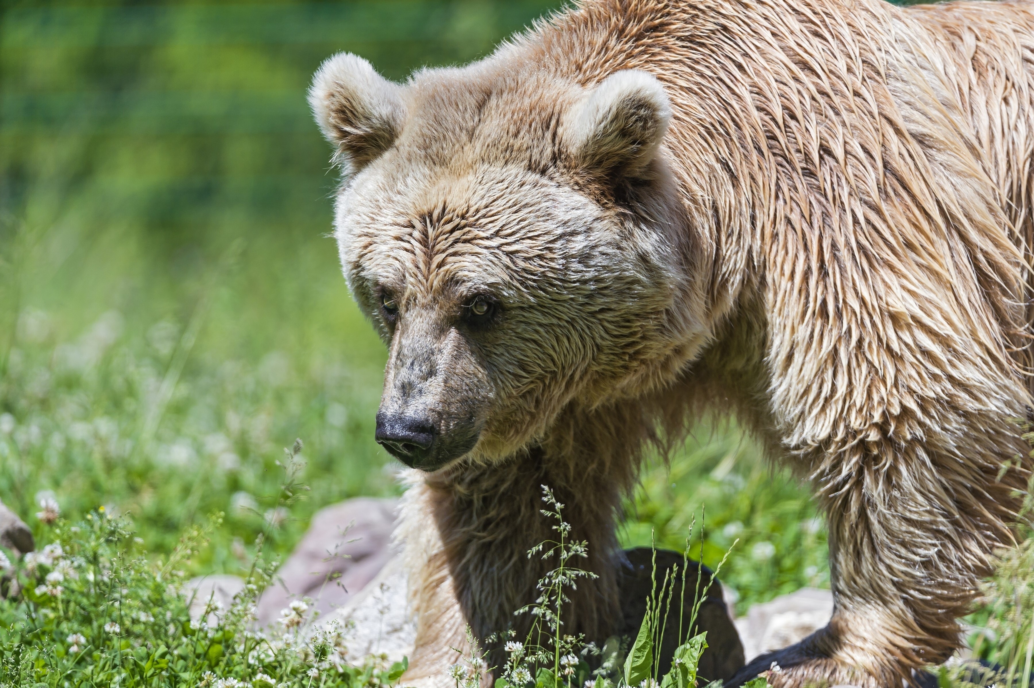 Brown bear walking in a grassy field HD Wallpaper