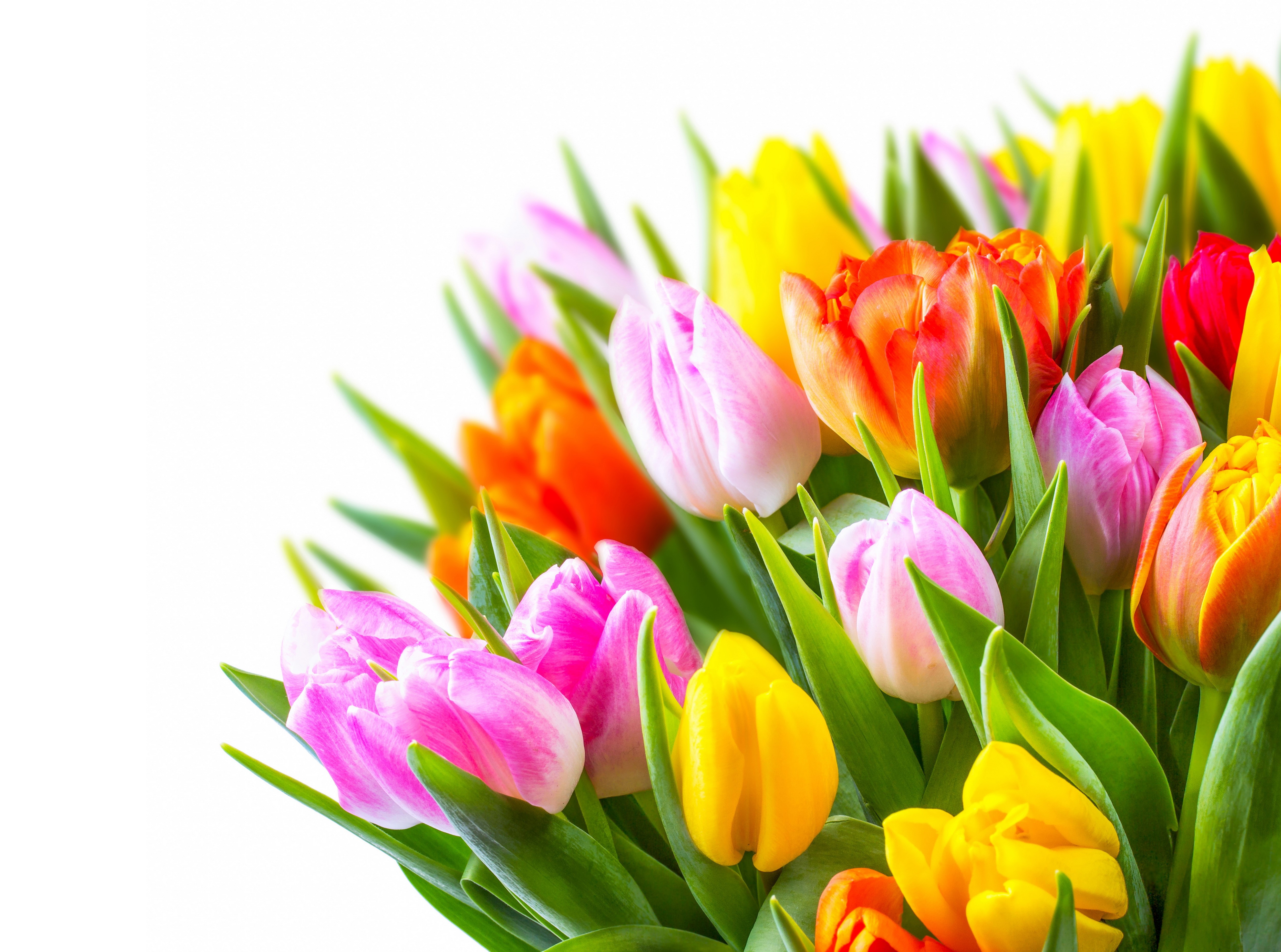 Many colorful tulips HD Wallpaper