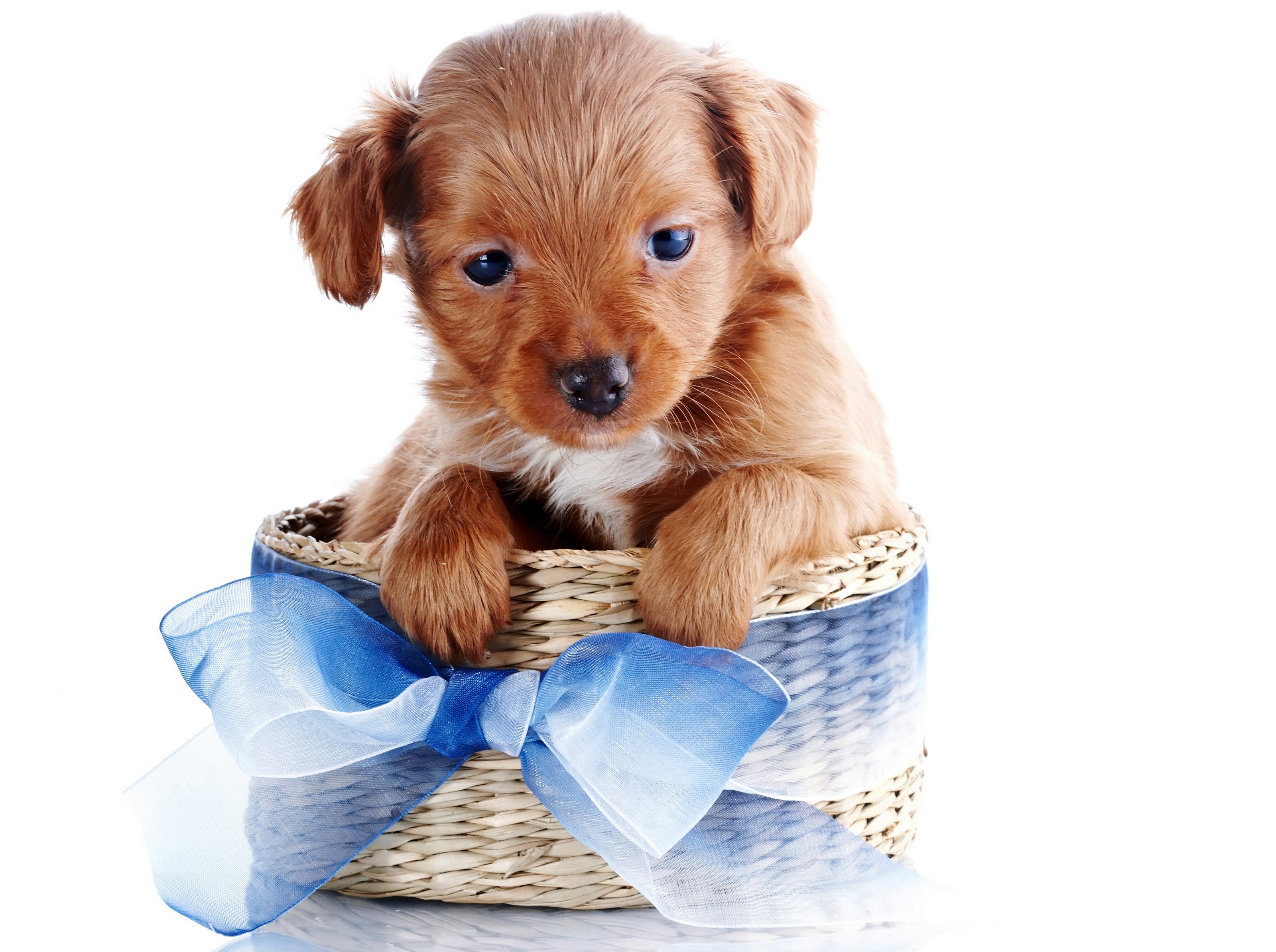 Puppy in a wicker basket with a blue bow HD Wallpaper