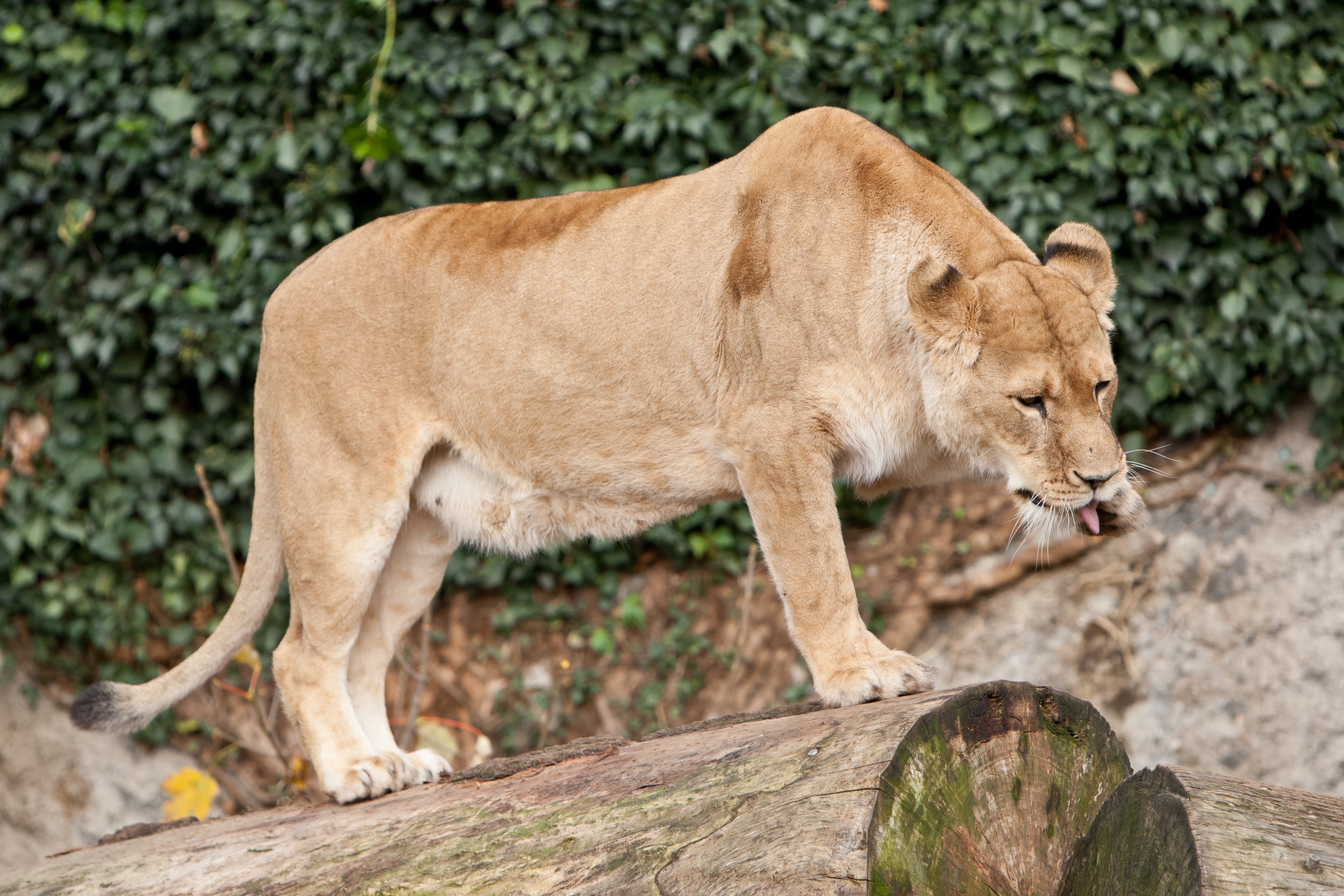 Lioness licking her paw on a log HD Wallpaper