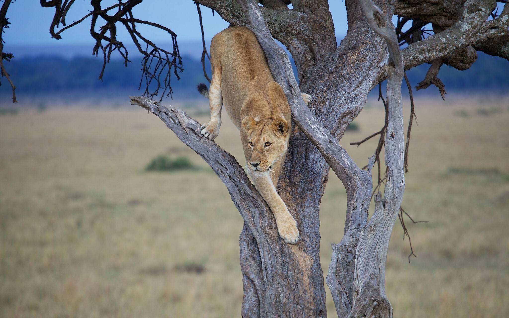 Lion climbing a tree in a savanna HD Wallpaper