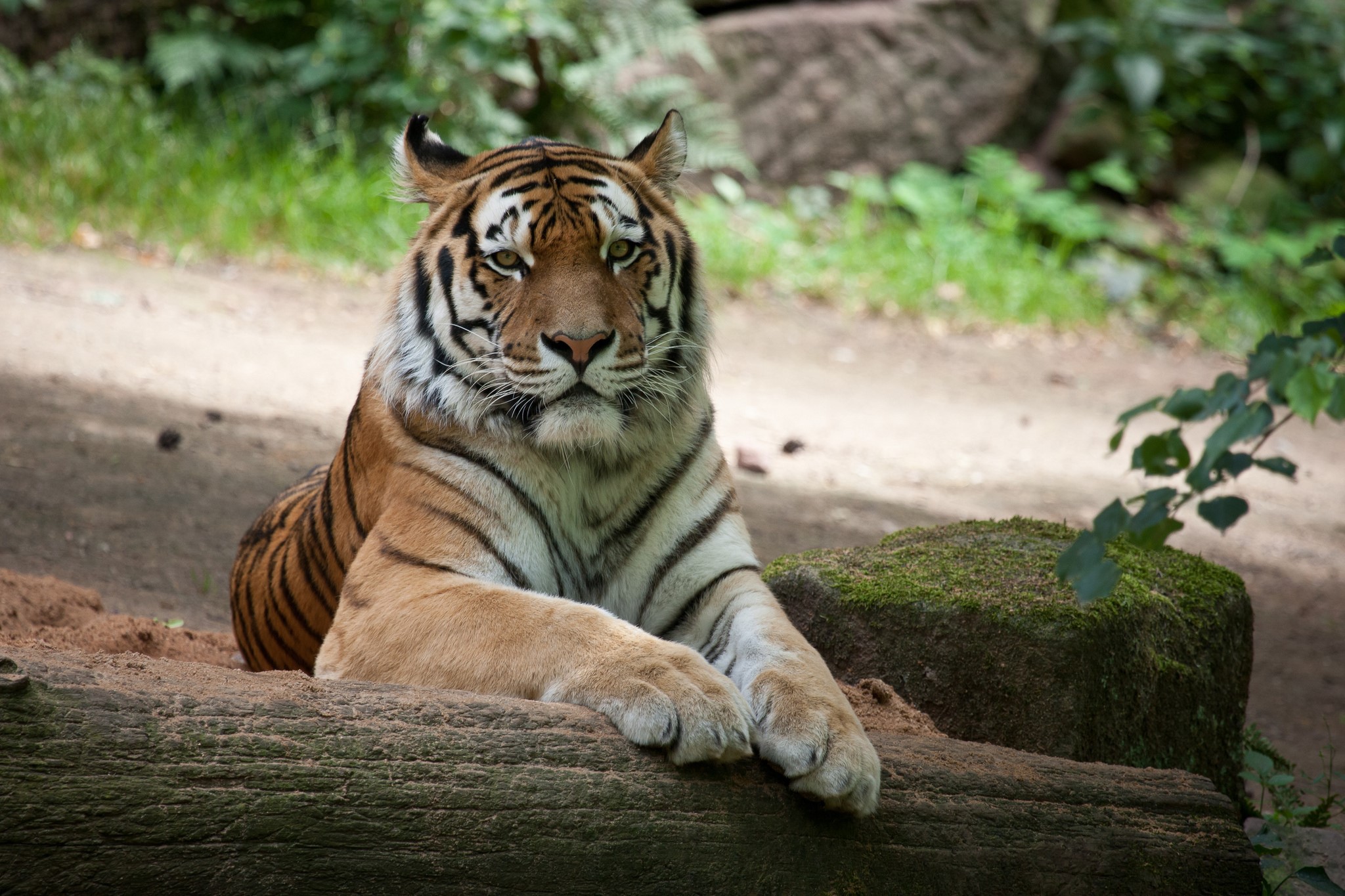 Tiger lying on a log in a forest HD Wallpaper