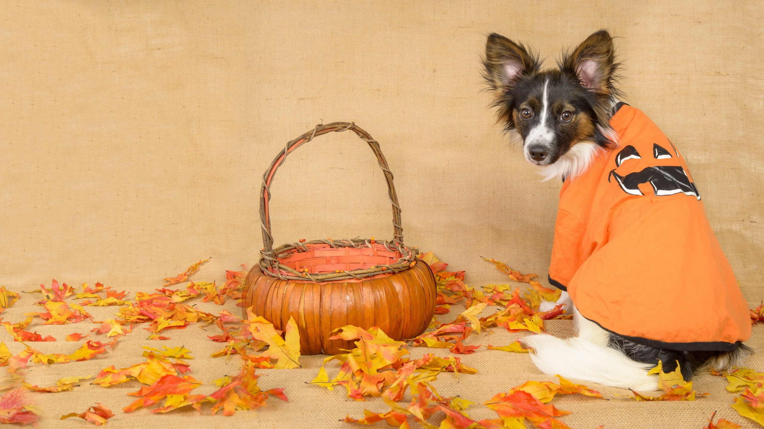 Dog in Halloween Costume with Pumpkin Basket and Autumn Leaves HD Wallpaper