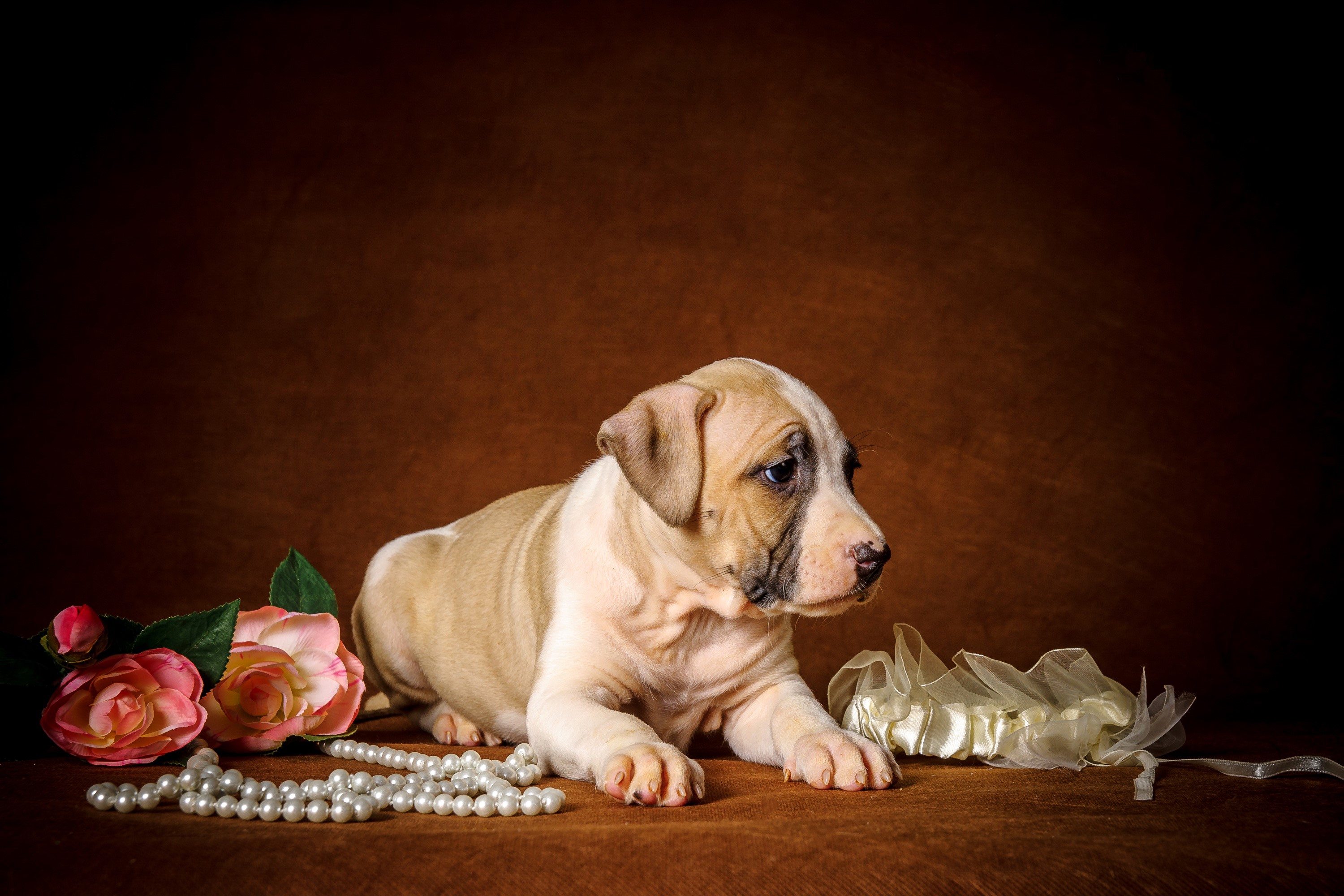 American Staffordshire Terrier Puppy with Roses and Pearls HD Wallpaper