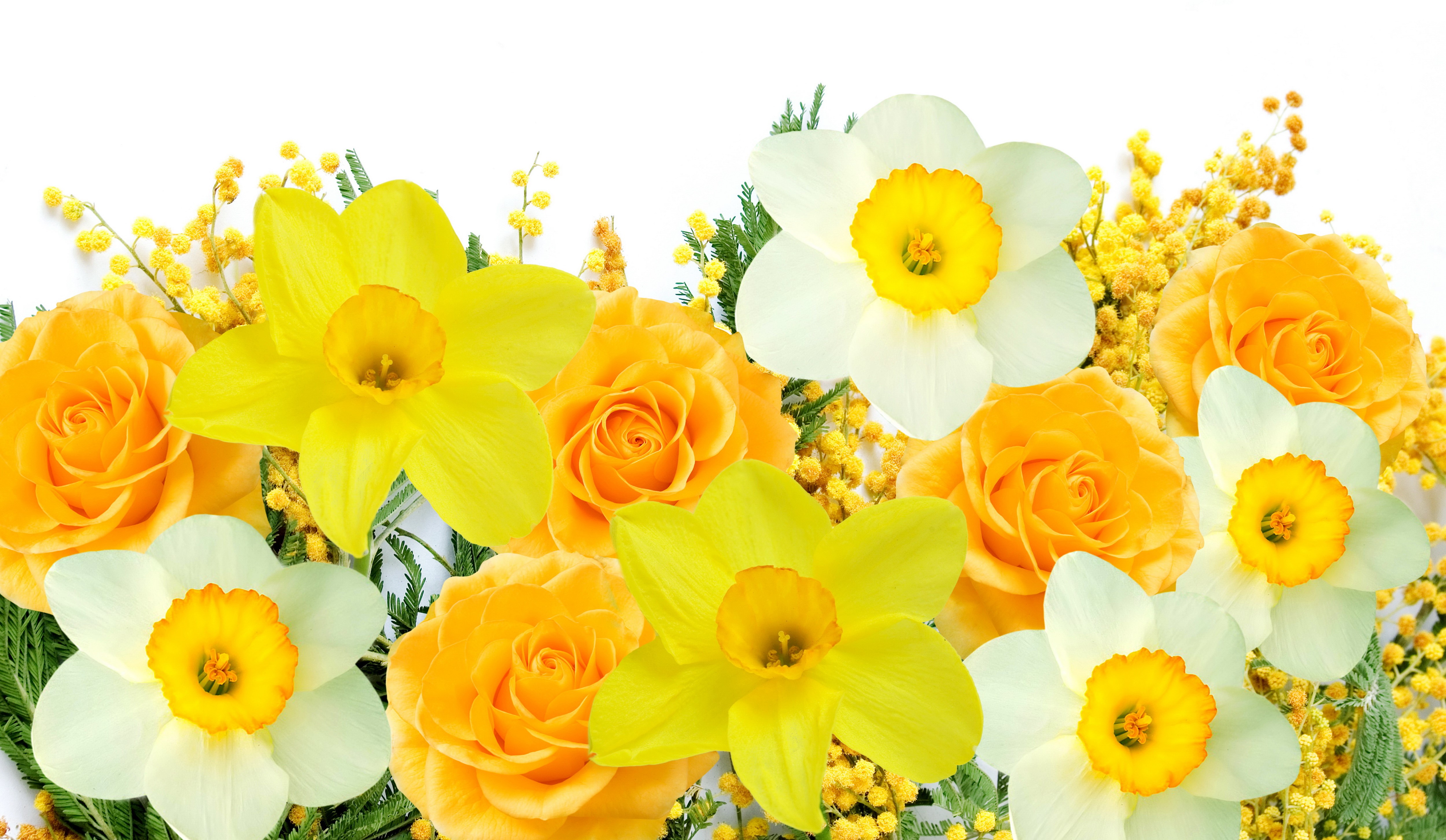 Yellow Roses and Daffodils with Mimosa HD Wallpaper