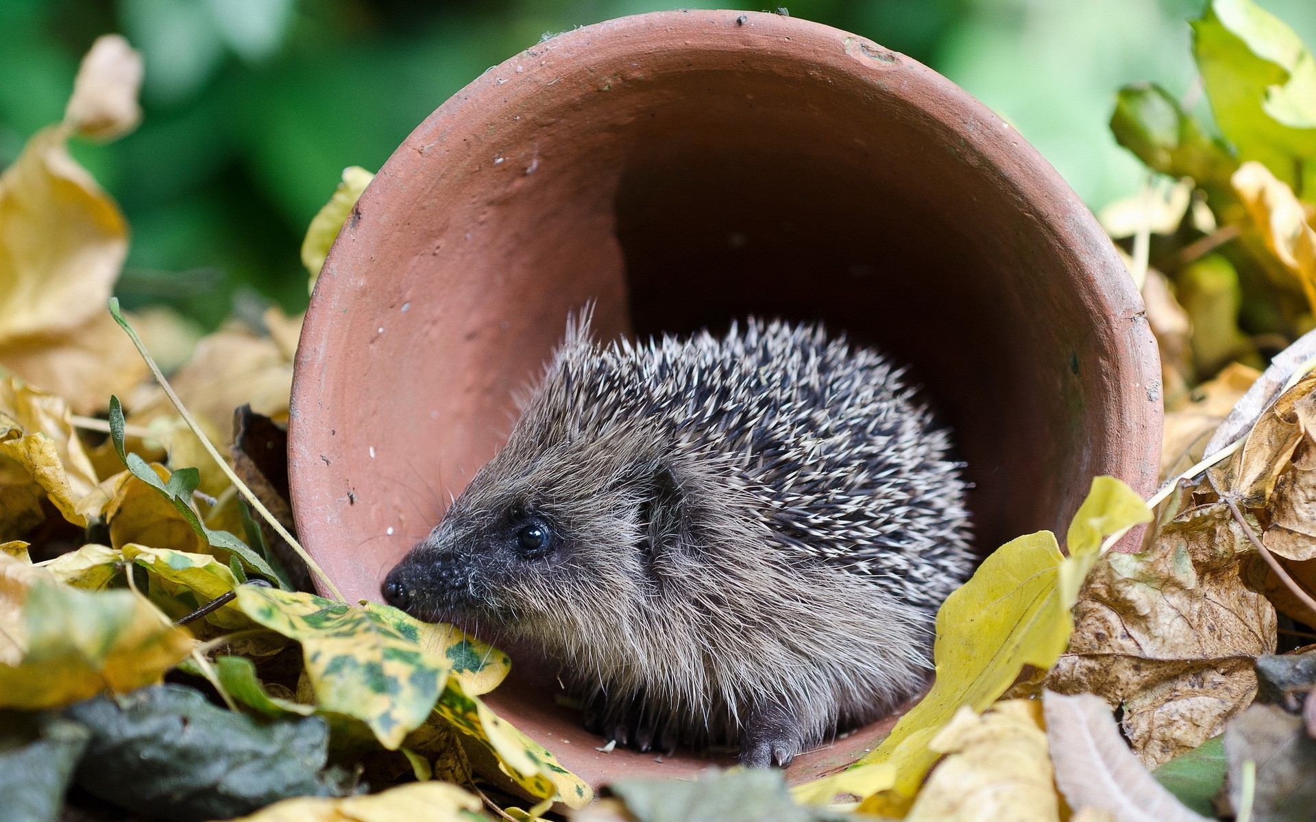 Hedgehog in a terracotta pot surrounded by autumn leaves HD Wallpaper