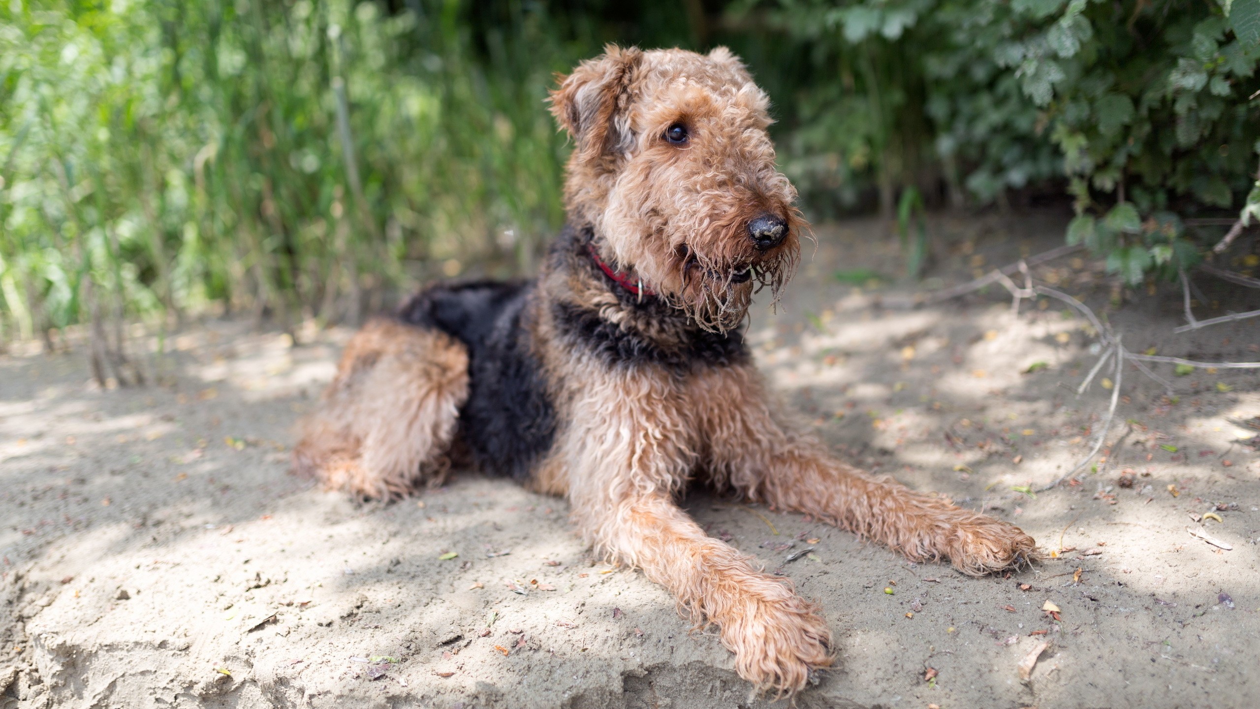 Airedale Terrier dog lying on the sand HD Wallpaper