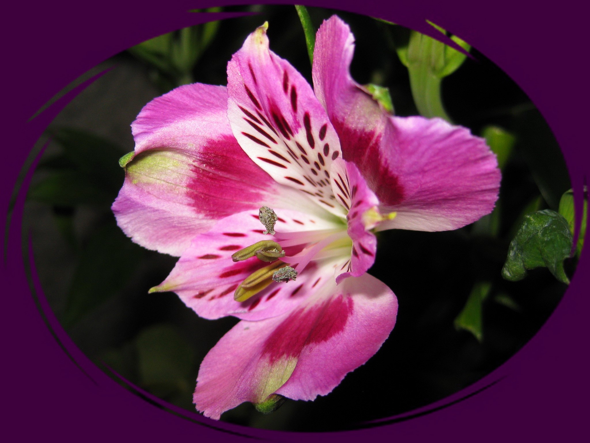 Pink Alstroemeria flower closeup HD Wallpaper
