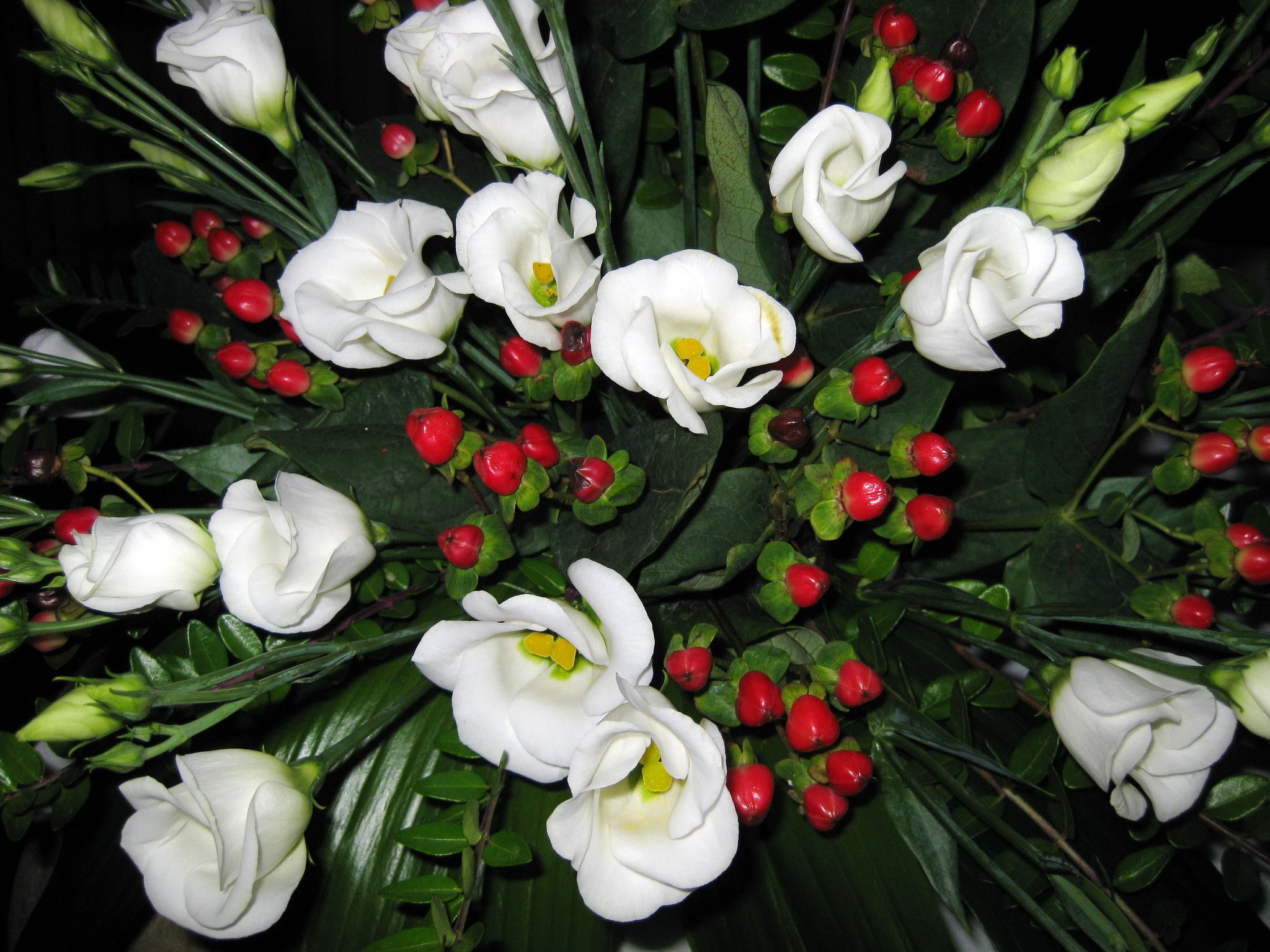 White Eustoma flowers with red berries HD Wallpaper