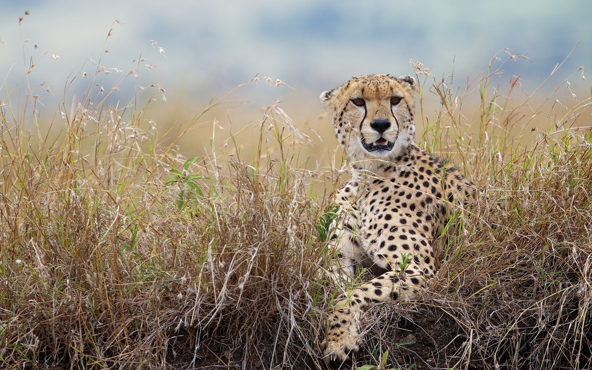 Cheetah resting in tall dry grass HD Wallpaper