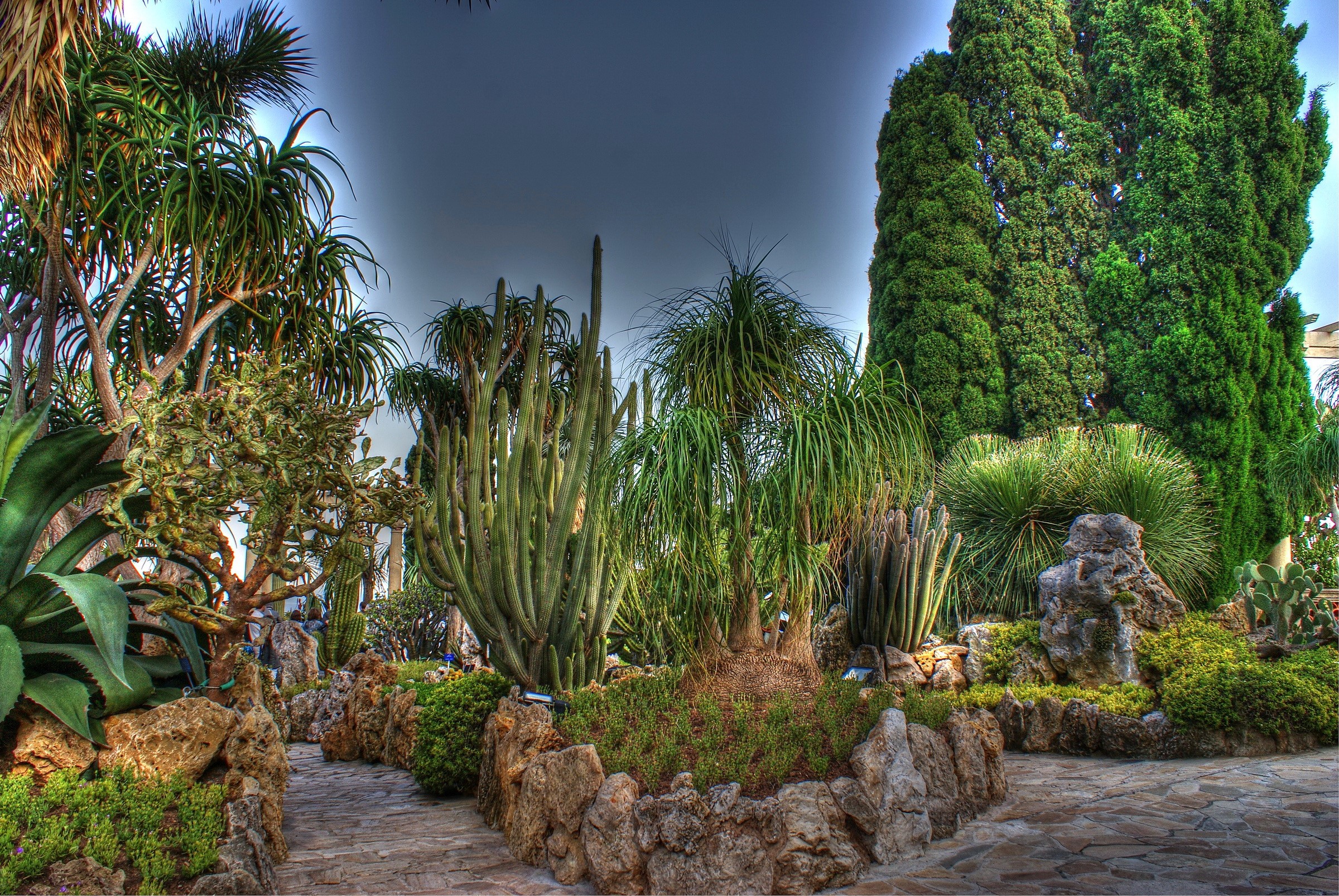 Exotic garden with cacti and tall trees in Monaco HD Wallpaper