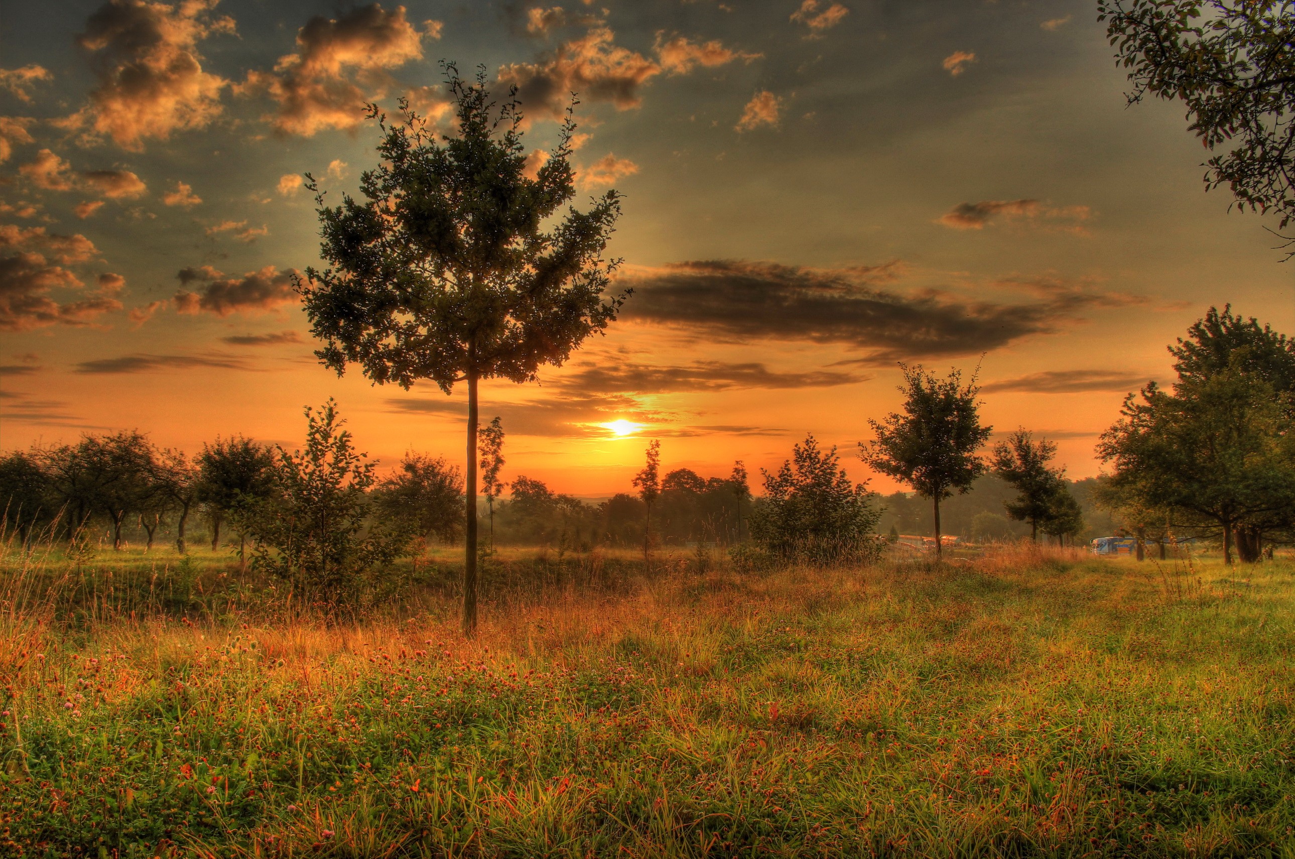 Sunset over a grassy field with trees in Hungen, Germany HD Wallpaper