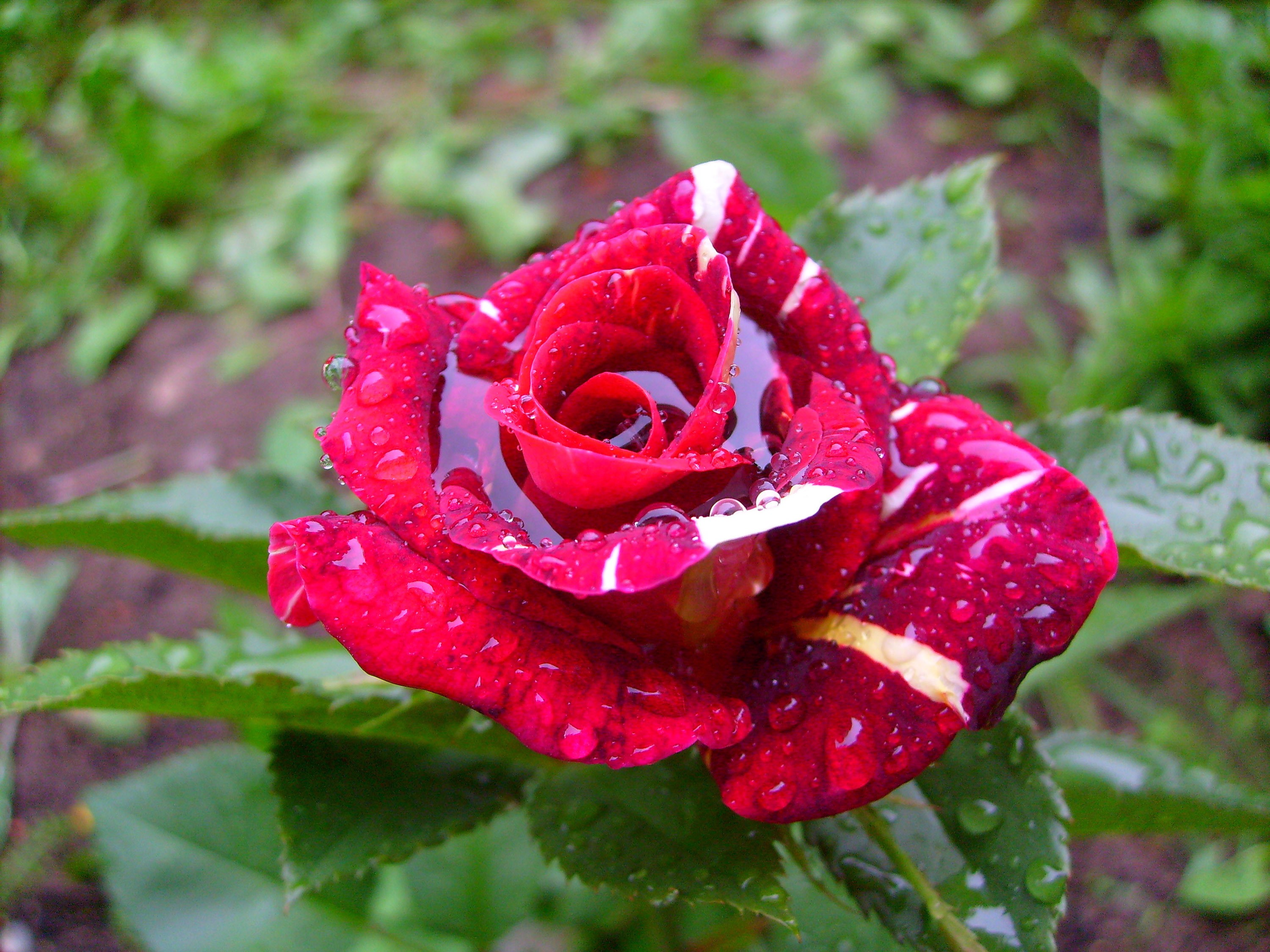 Red rose with white stripes and water droplets HD Wallpaper
