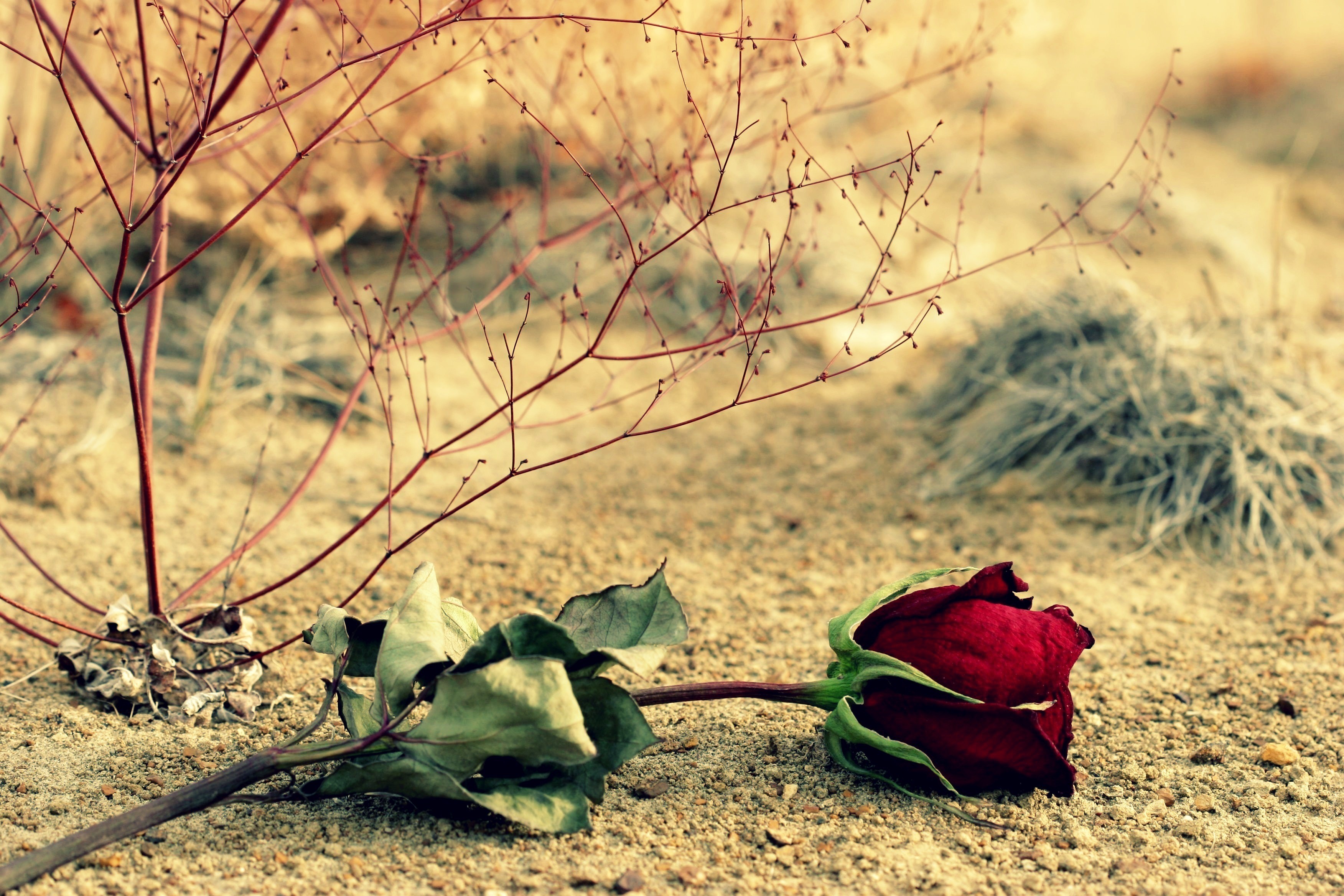 A single red rose lies on the sand next to a dry plant HD Wallpaper