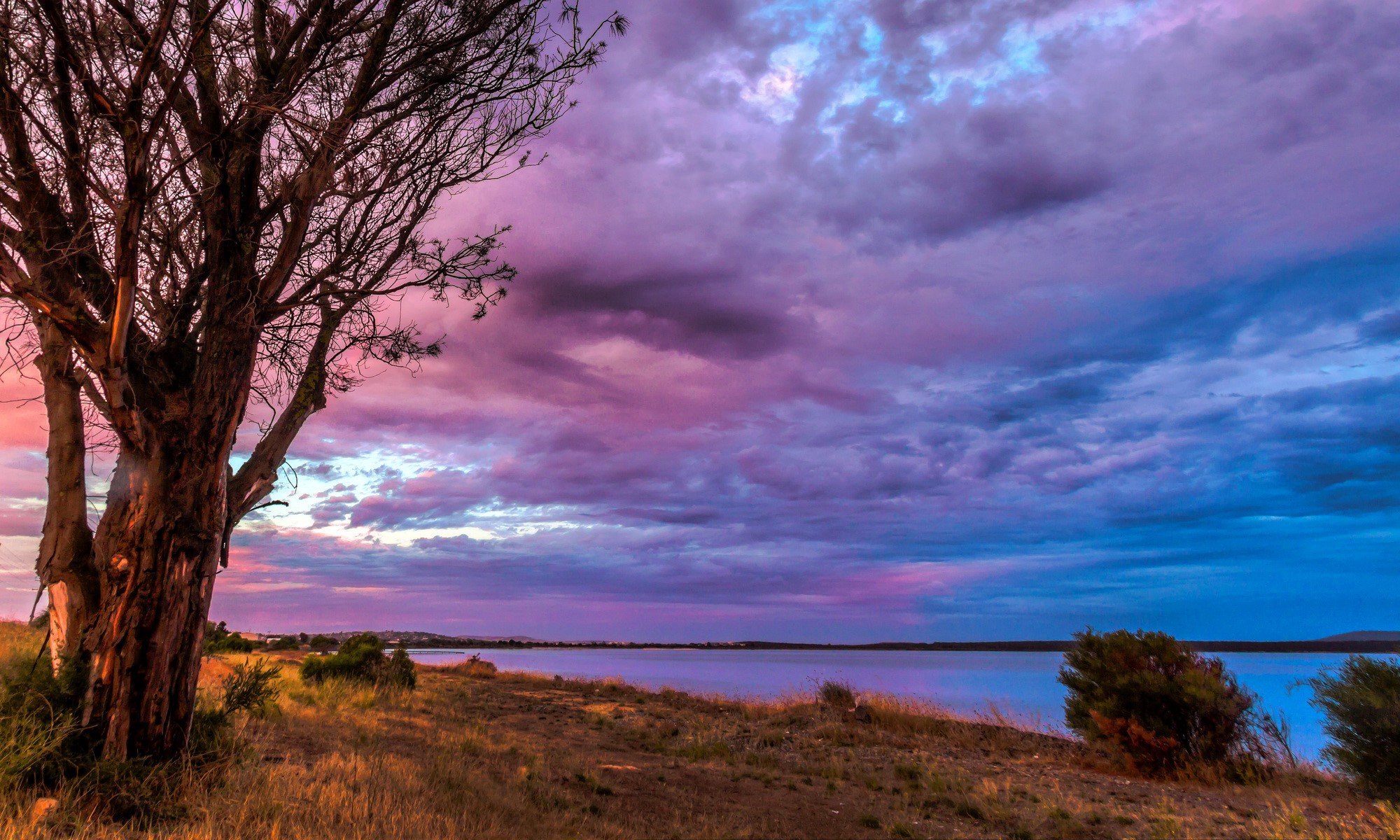 Tree on the shore of a lake at sunset HD Wallpaper