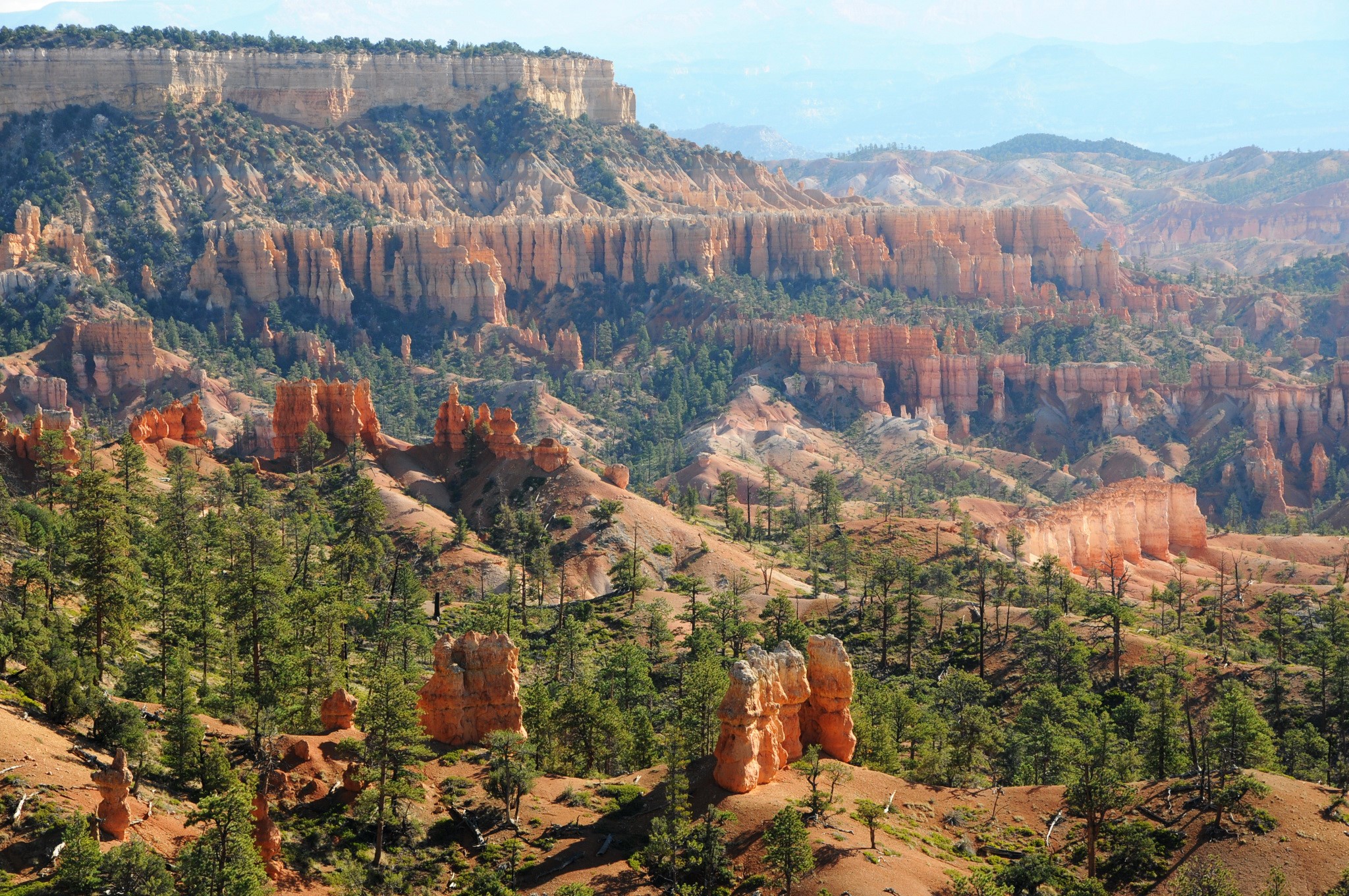 Bryce Canyon National Park with Hoodoos and Pine Trees HD Wallpaper