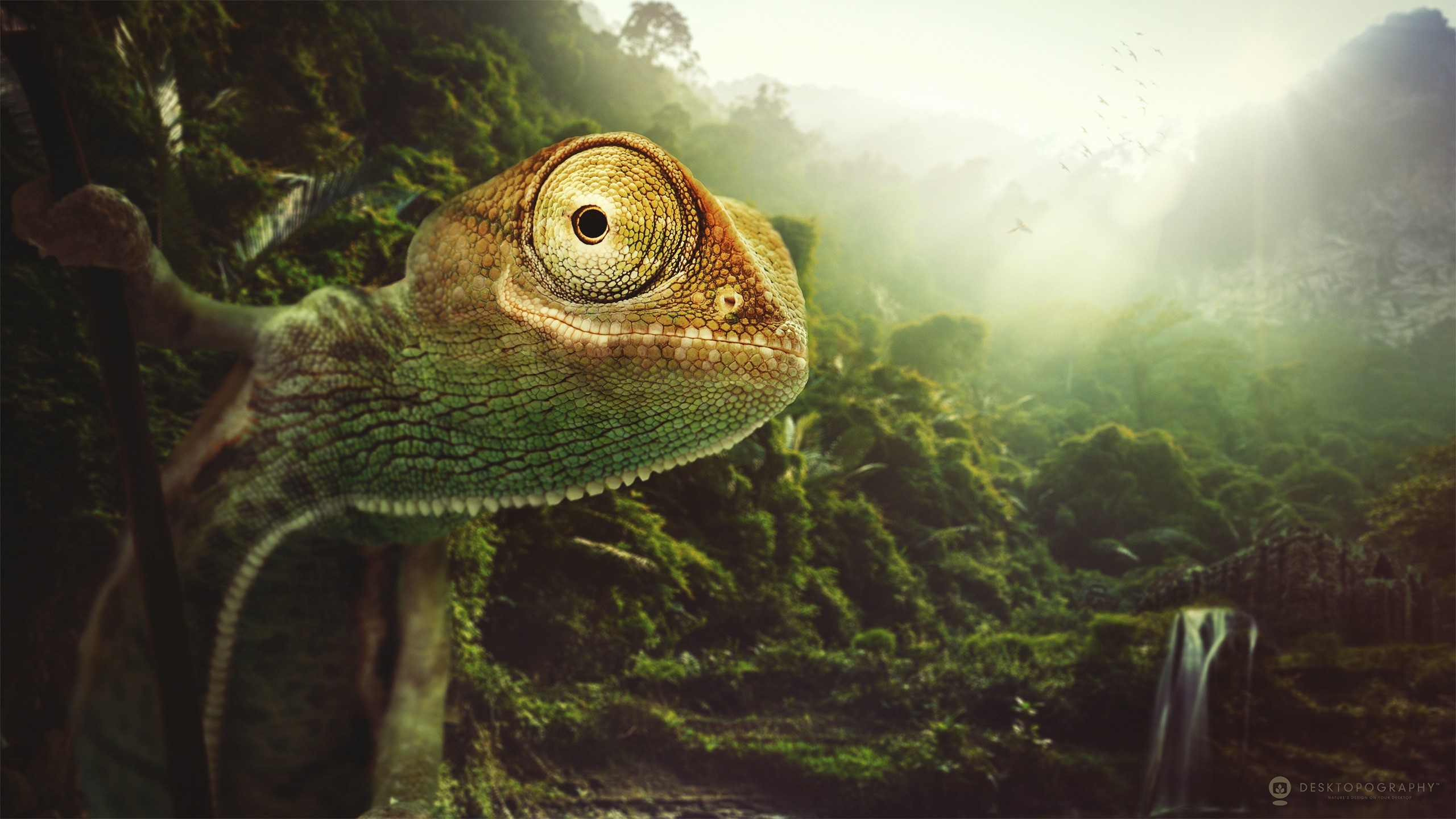 Chameleon in a lush forest with a waterfall HD Wallpaper