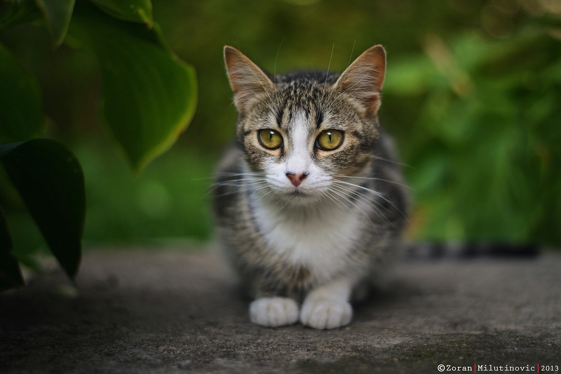 Tabby cat with yellow eyes sitting outdoors HD Wallpaper