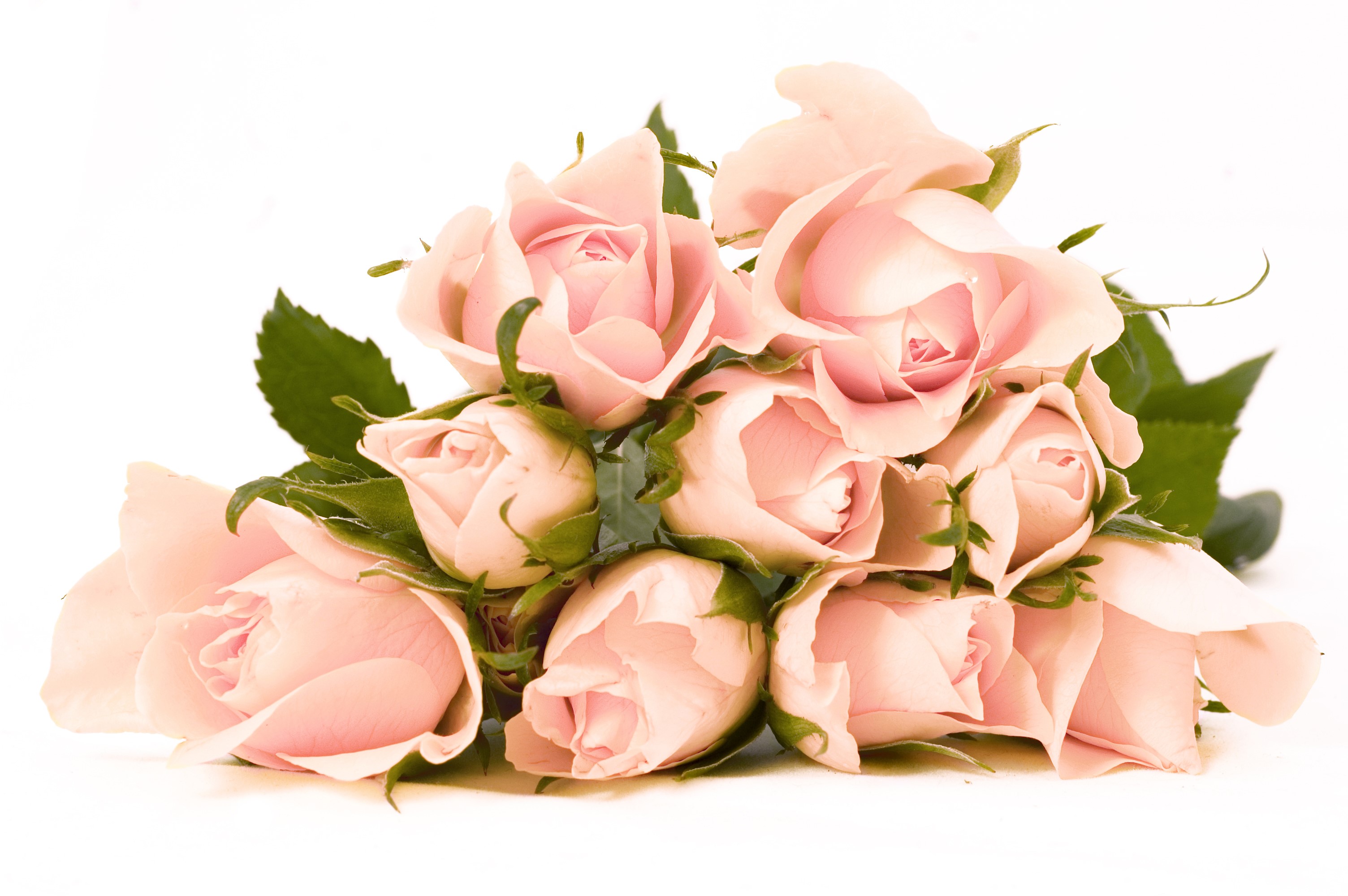 Bouquet of pink roses HD Wallpaper