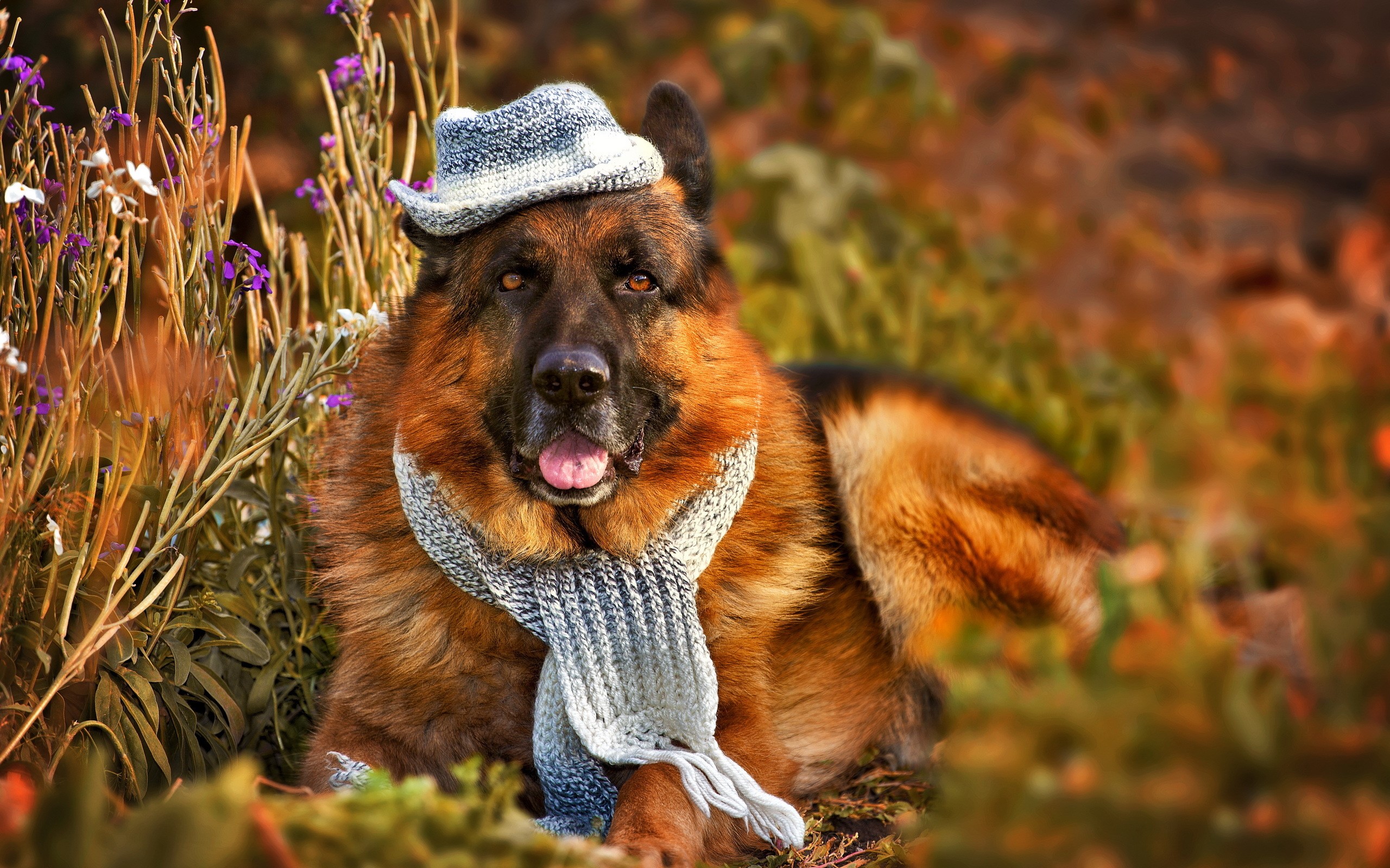 German Shepherd dog wearing a hat and scarf HD Wallpaper