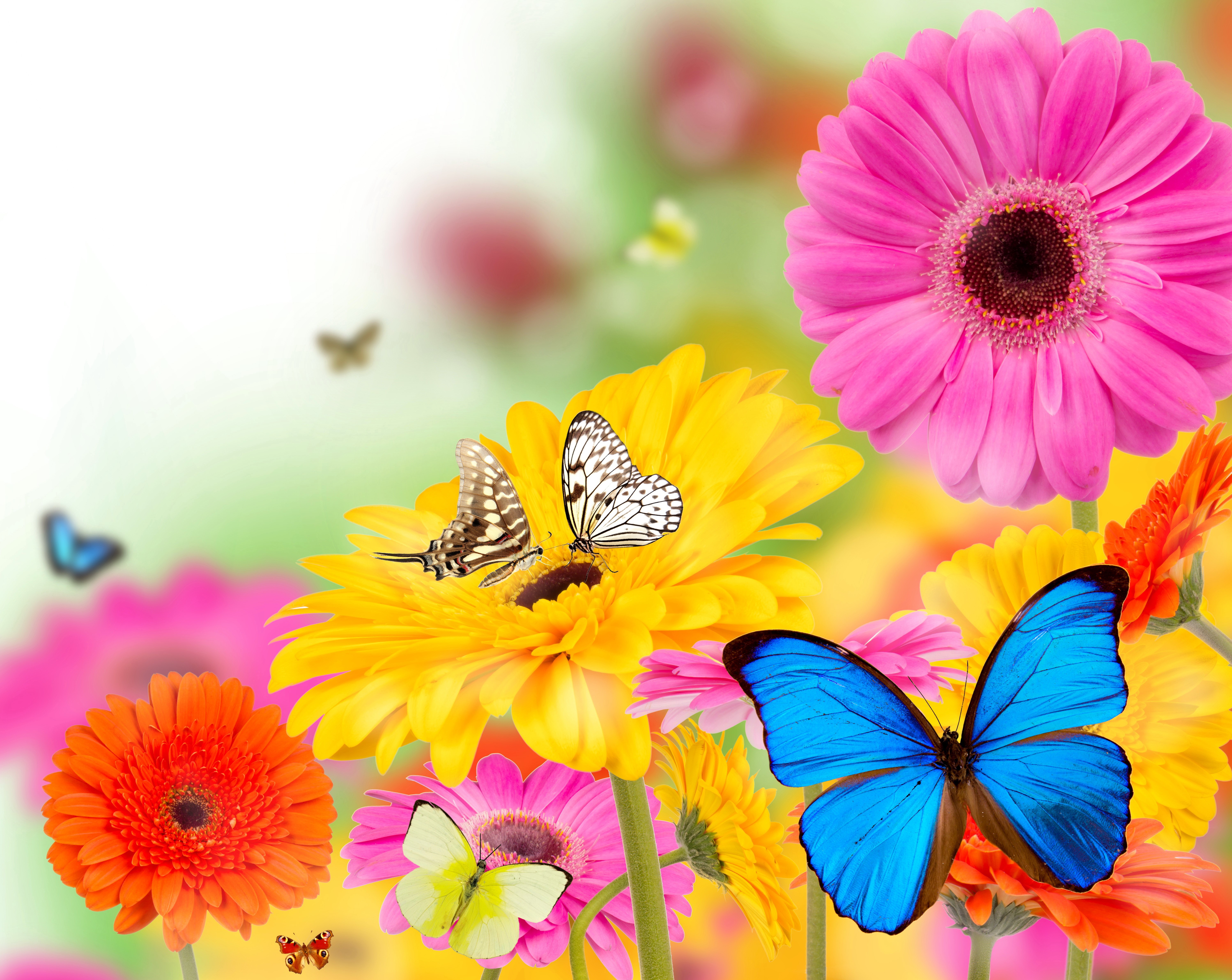 Gerberas and Butterflies HD Wallpaper