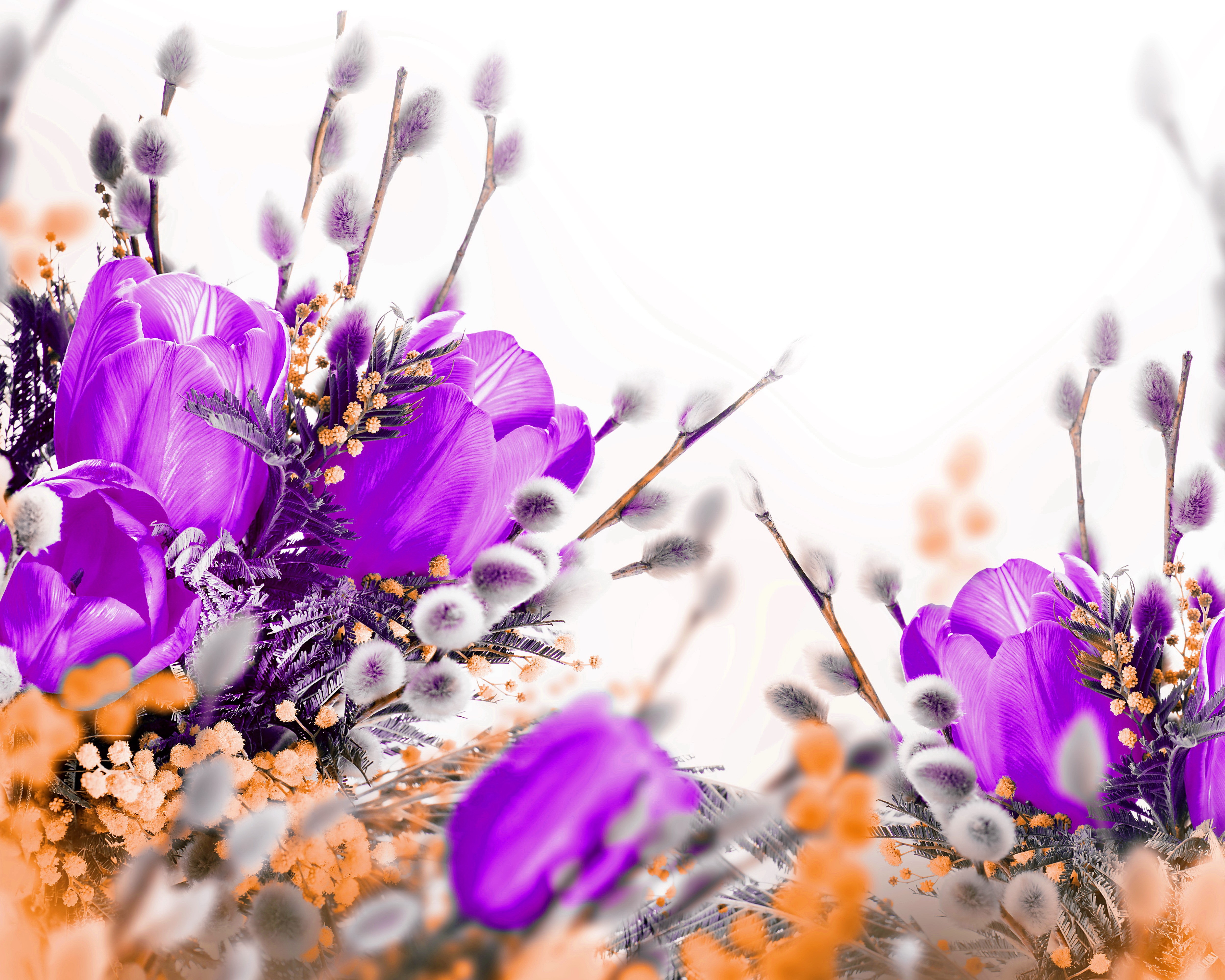 Purple Tulips and Pussy Willows HD Wallpaper