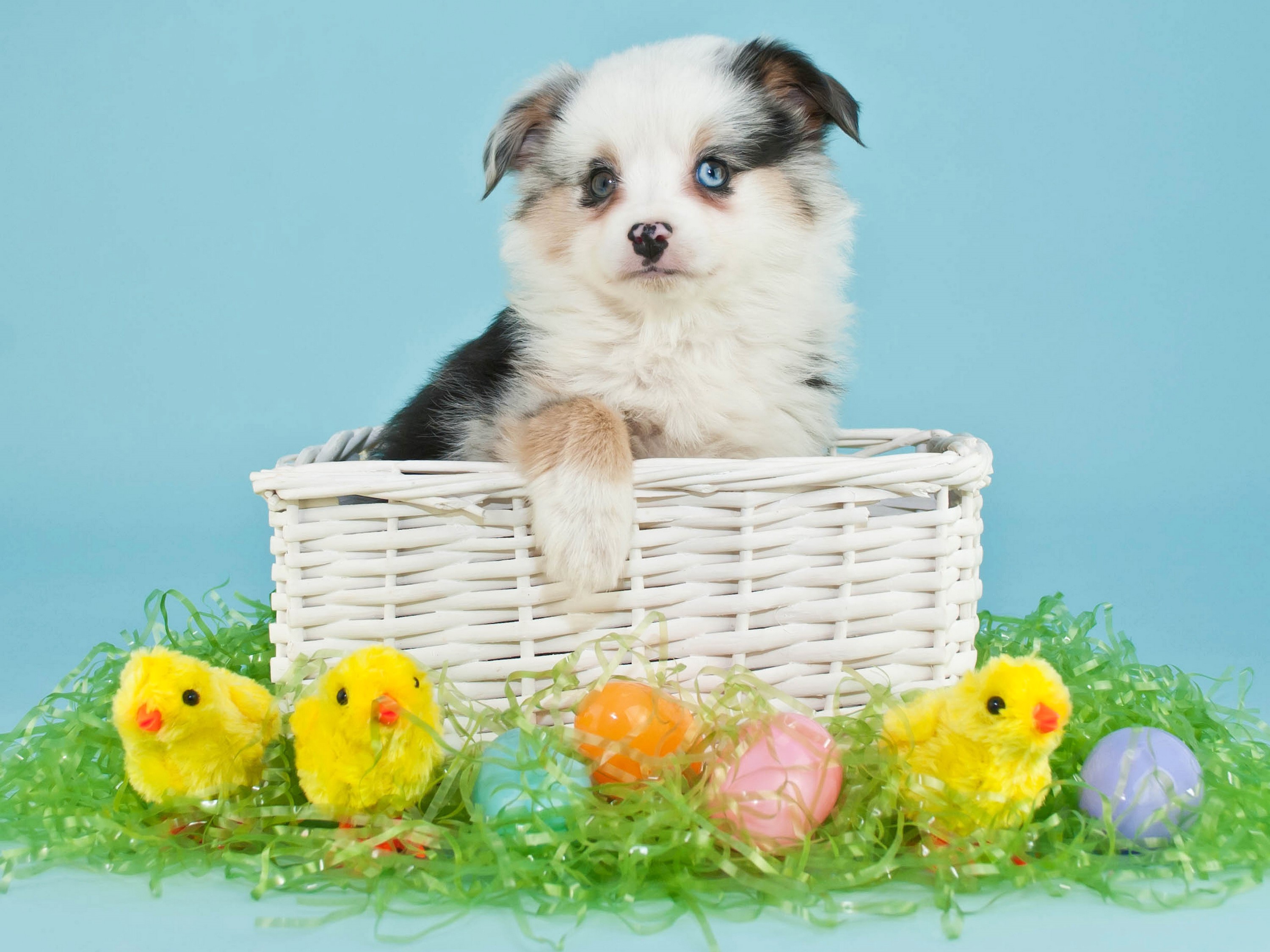 Puppy in a basket with Easter chicks and eggs HD Wallpaper