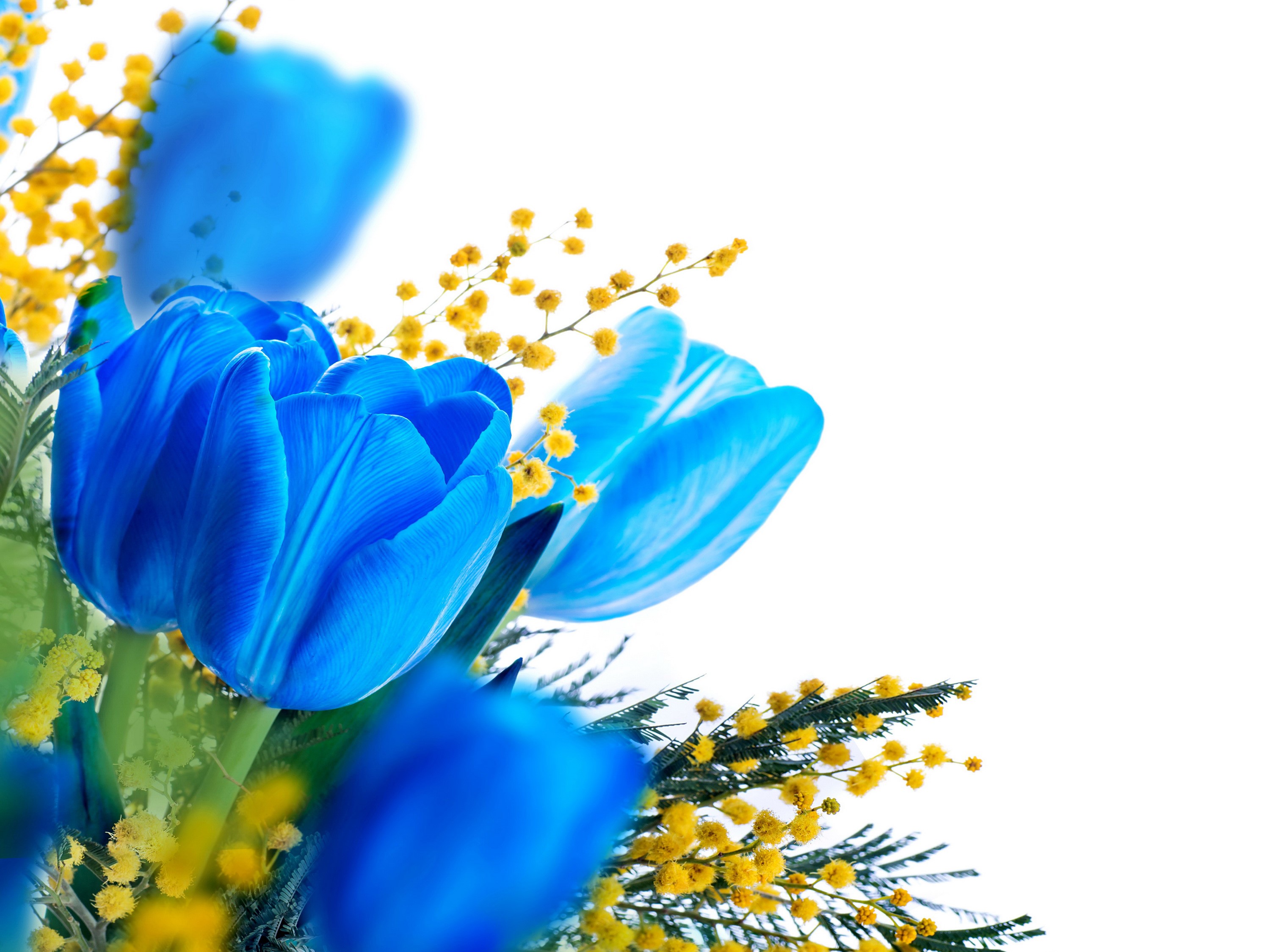 Blue Tulips and Silver Wattle Flowers HD Wallpaper