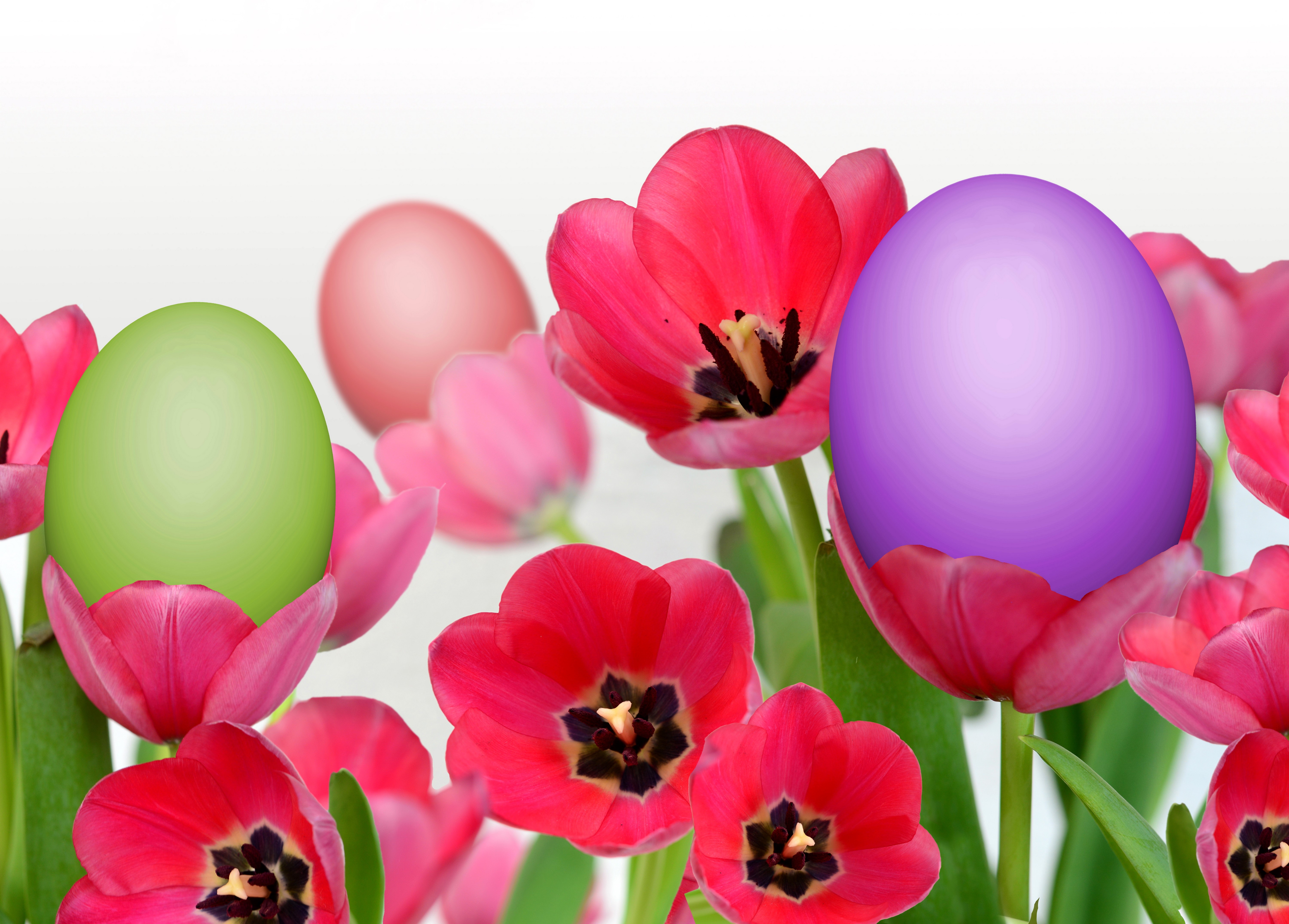 Easter eggs nestled in tulips HD Wallpaper