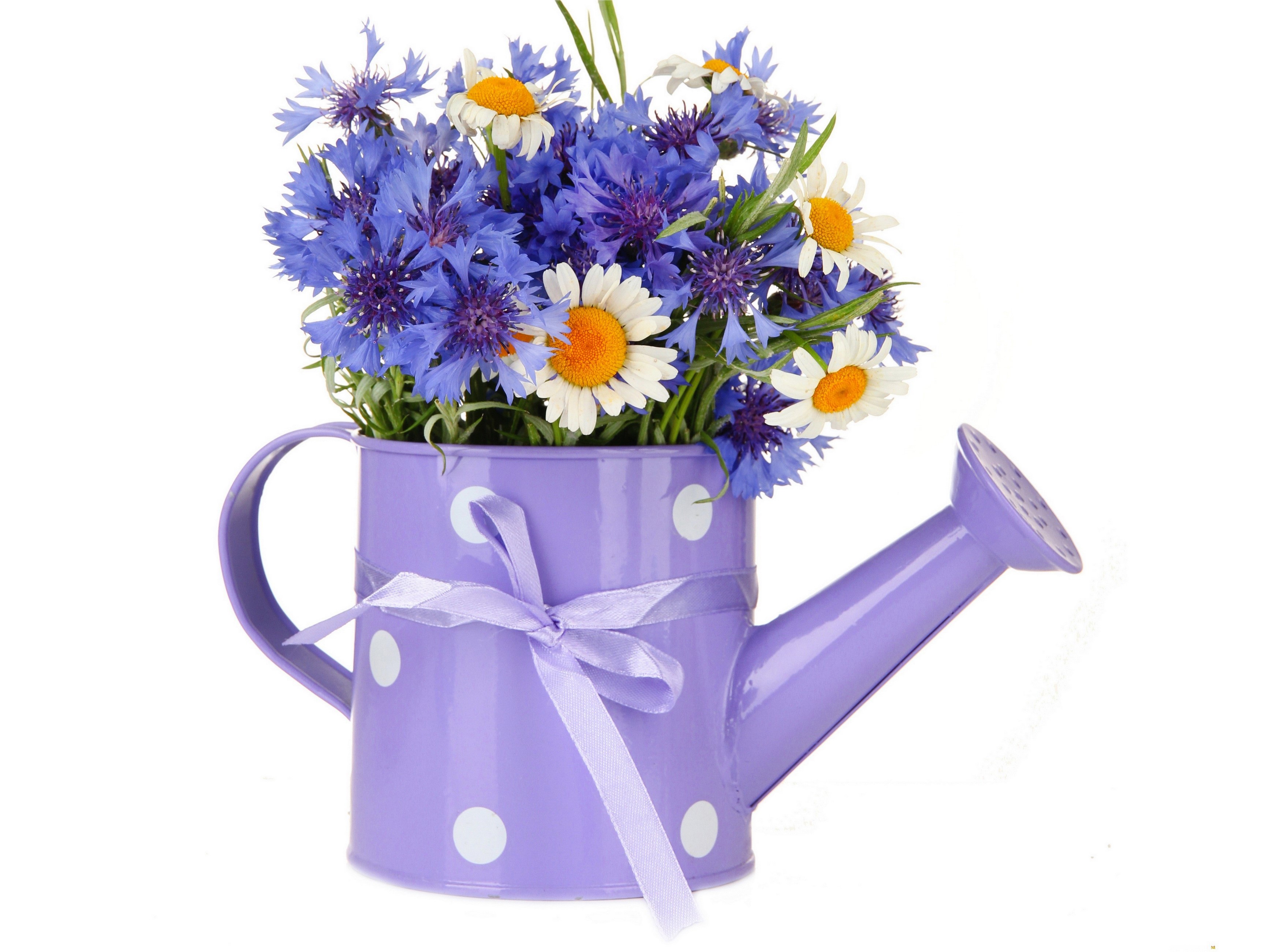 Purple watering can with cornflowers and daisies HD Wallpaper