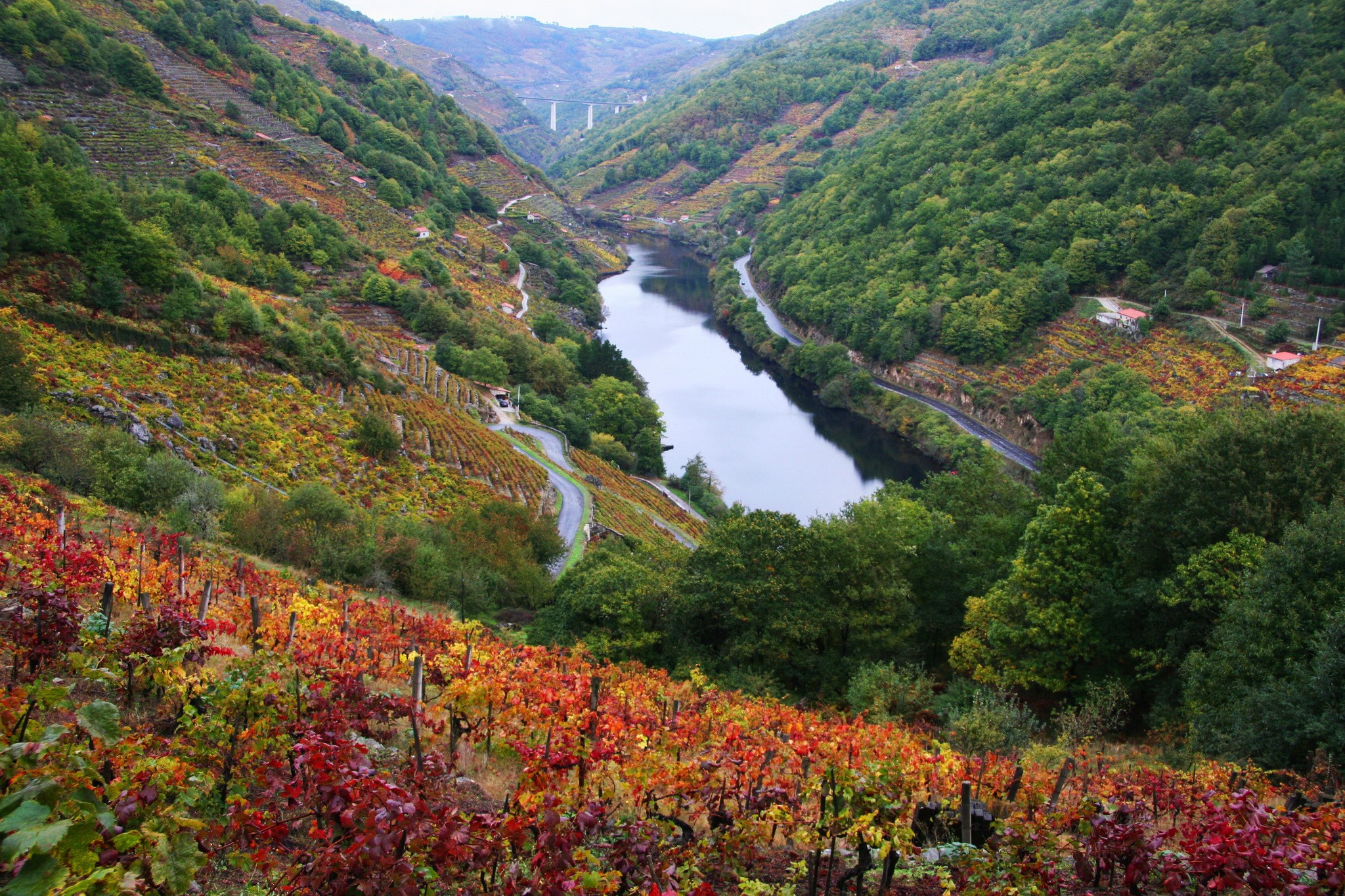 River valley with vineyards in autumn colors, Spain HD Wallpaper
