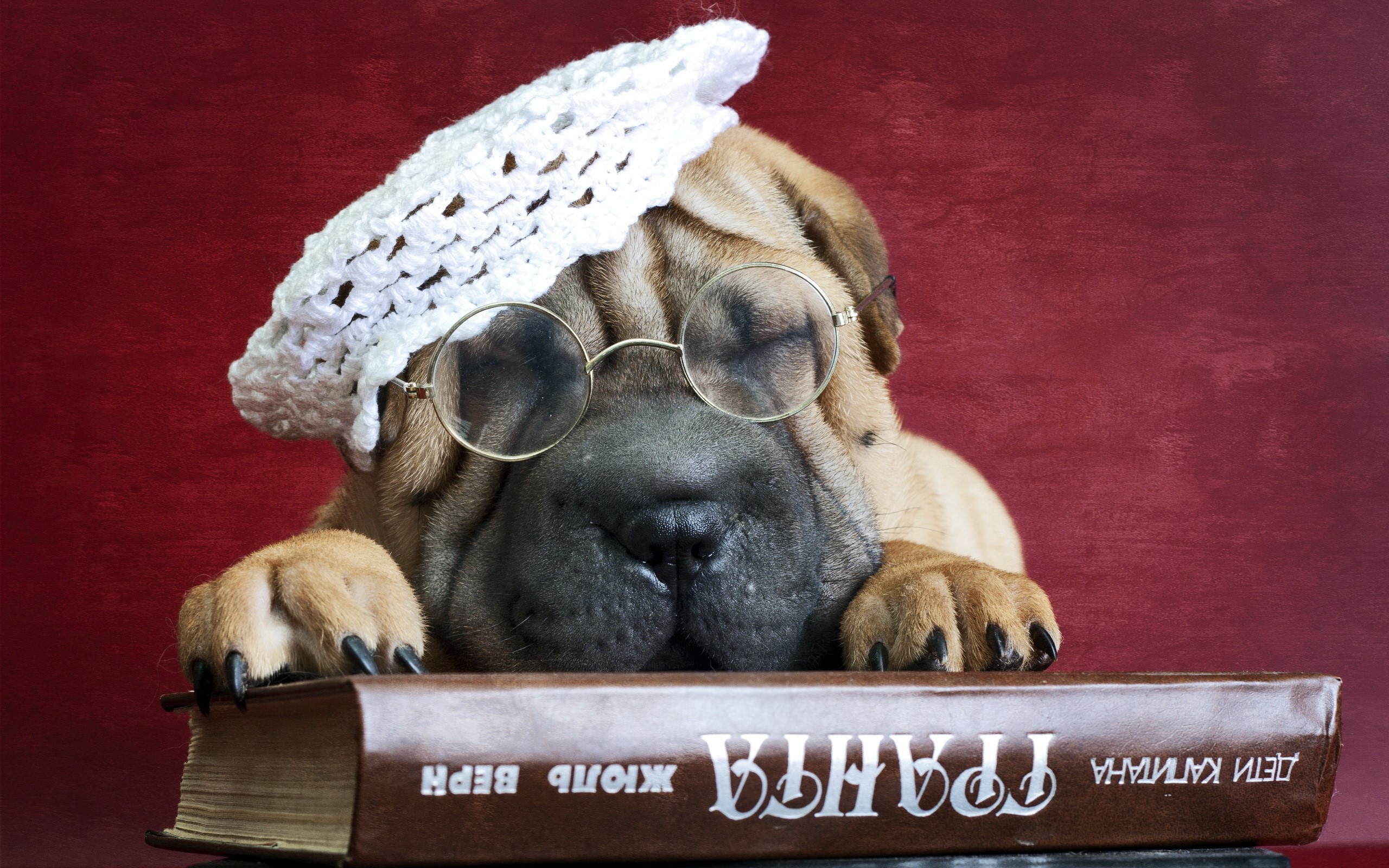 Shar Pei puppy wearing glasses and a hat on a book HD Wallpaper