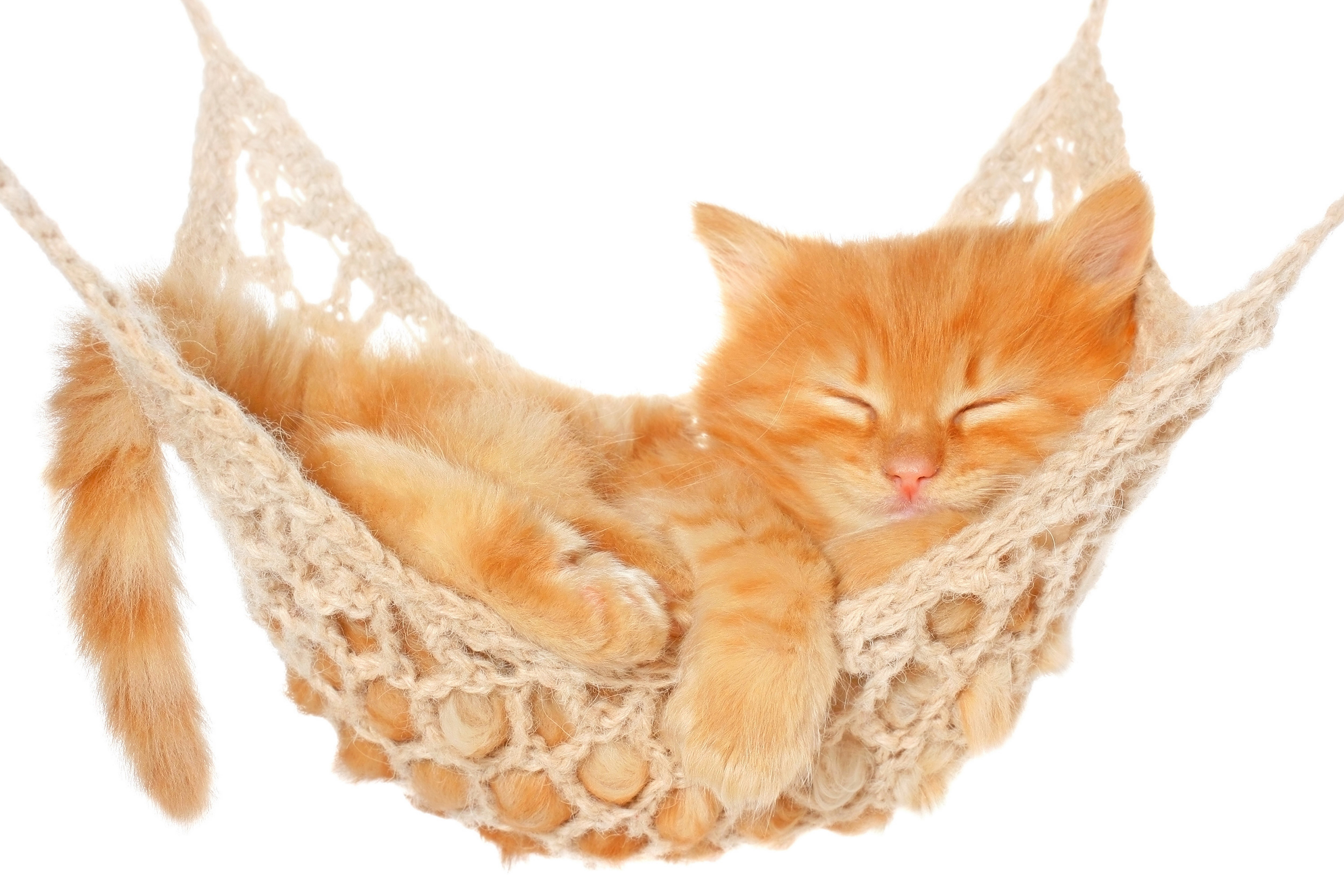 Ginger kitten sleeping in a hammock HD Wallpaper
