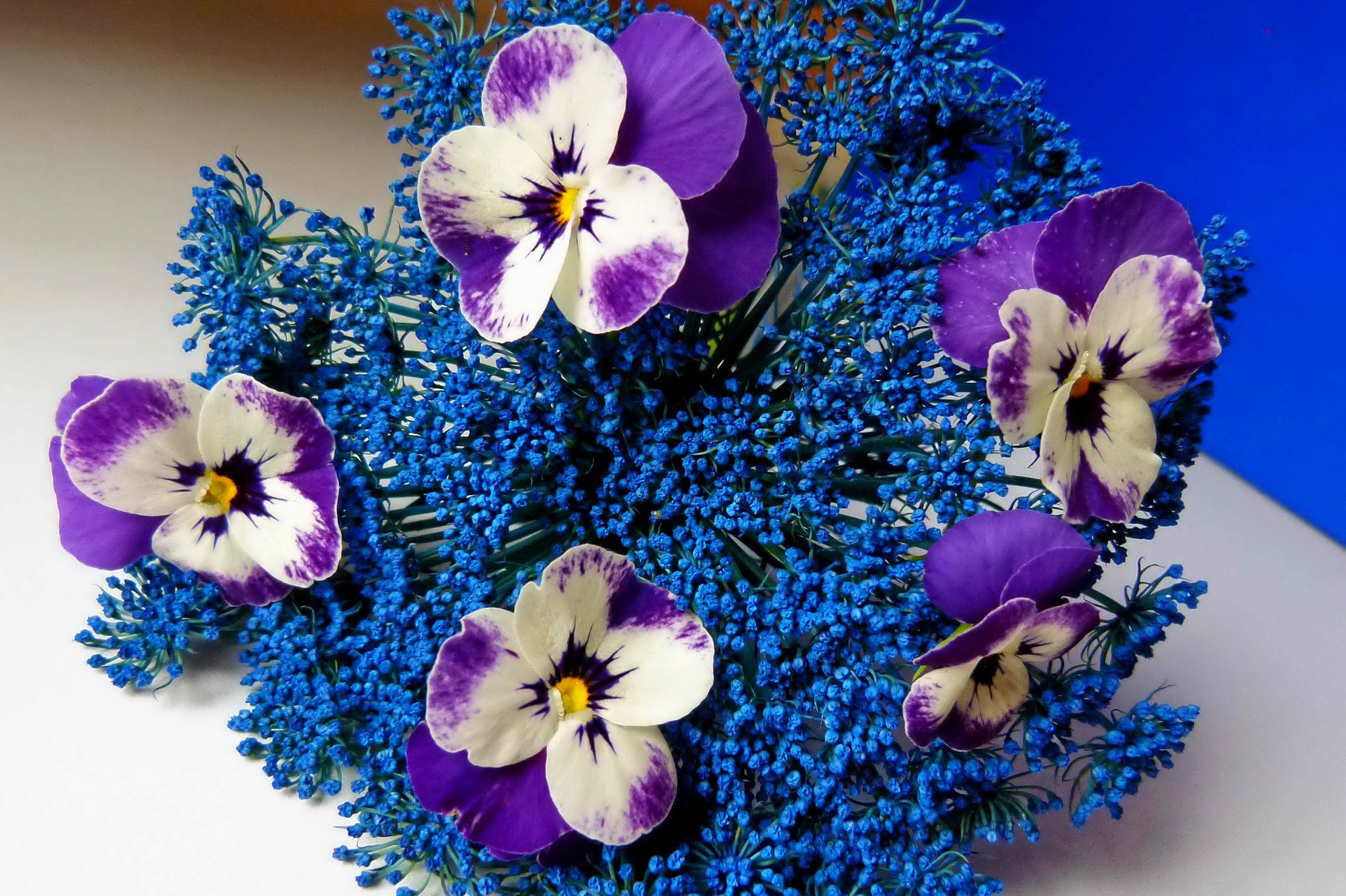Pansies and blue filler flowers HD Wallpaper