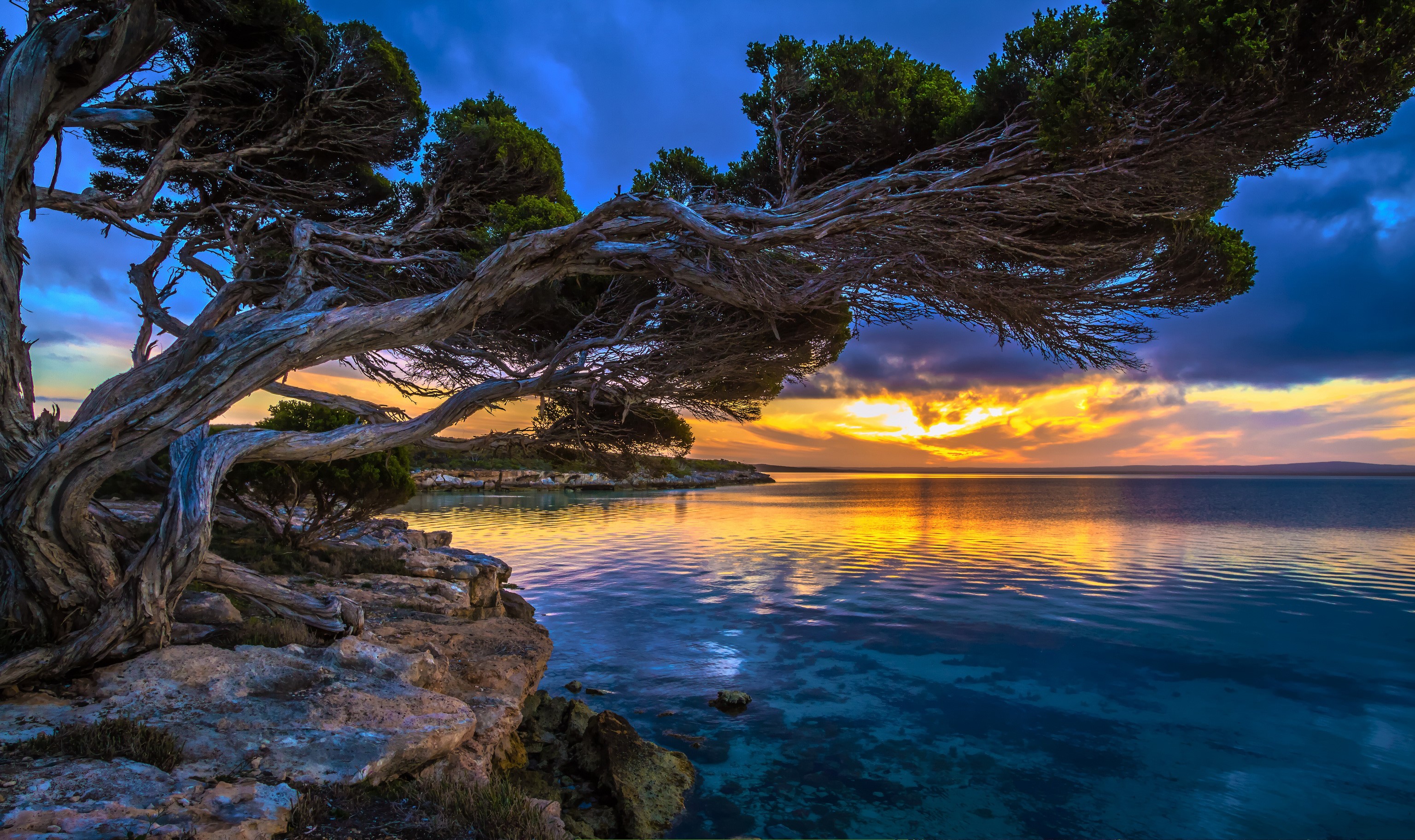 Twisted Tree on Rocky Shoreline at Sunset HD Wallpaper
