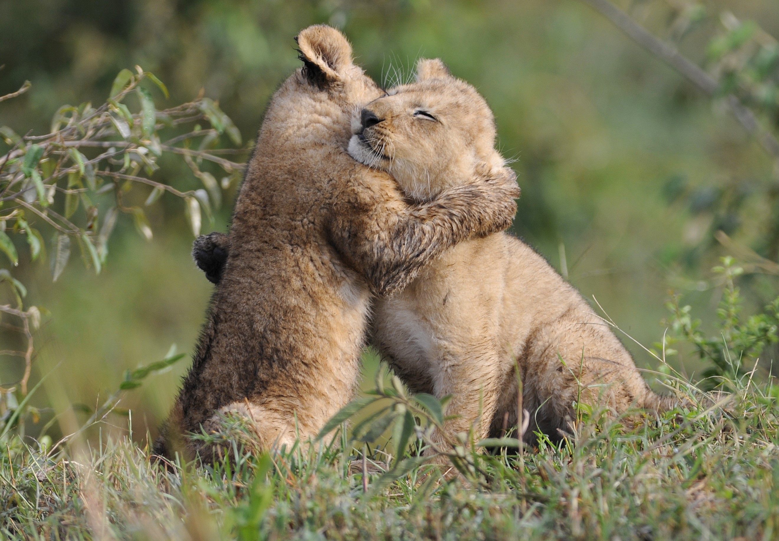 Two lion cubs hugging in grass HD Wallpaper