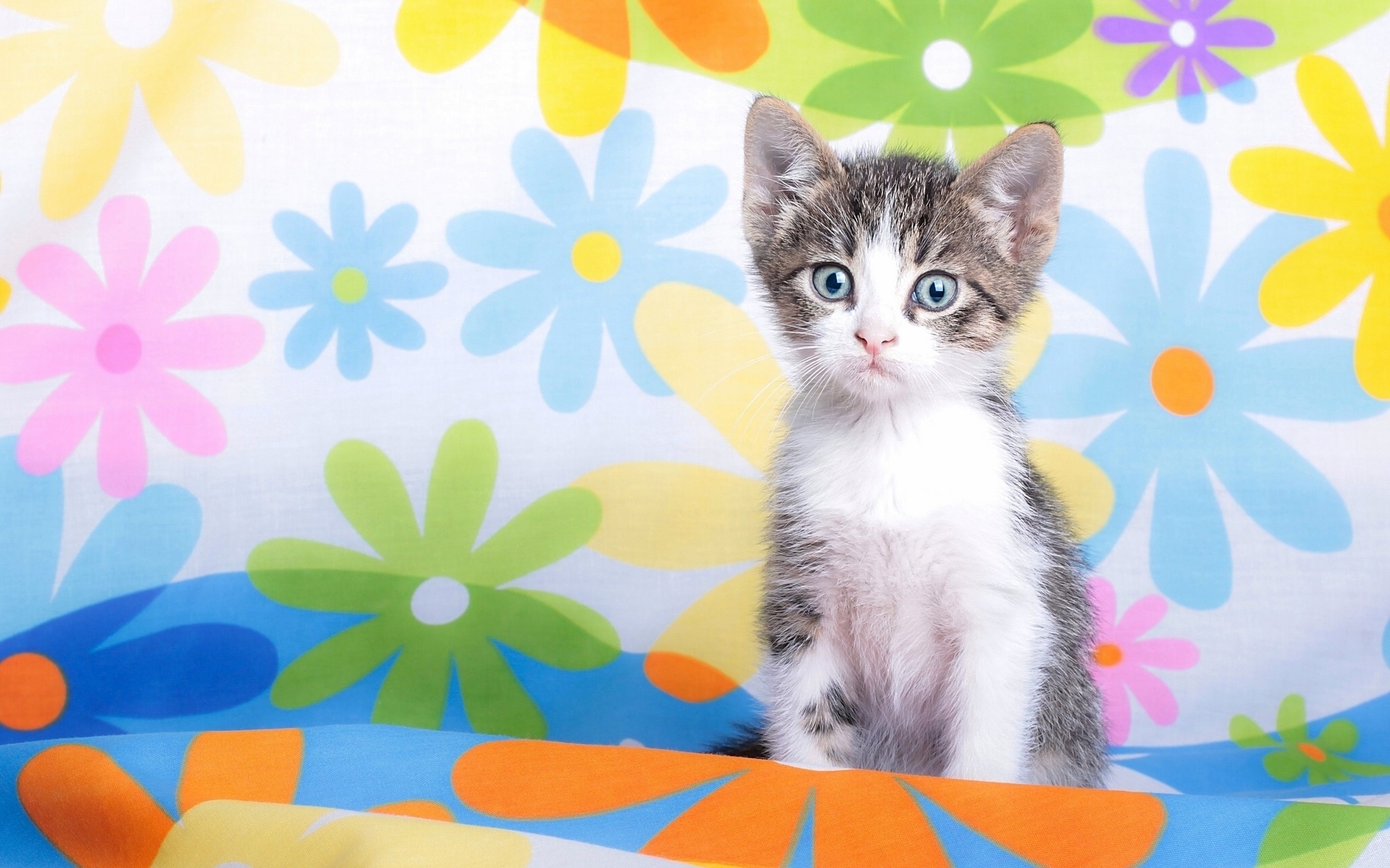 Kitten sitting in front of a floral background HD Wallpaper
