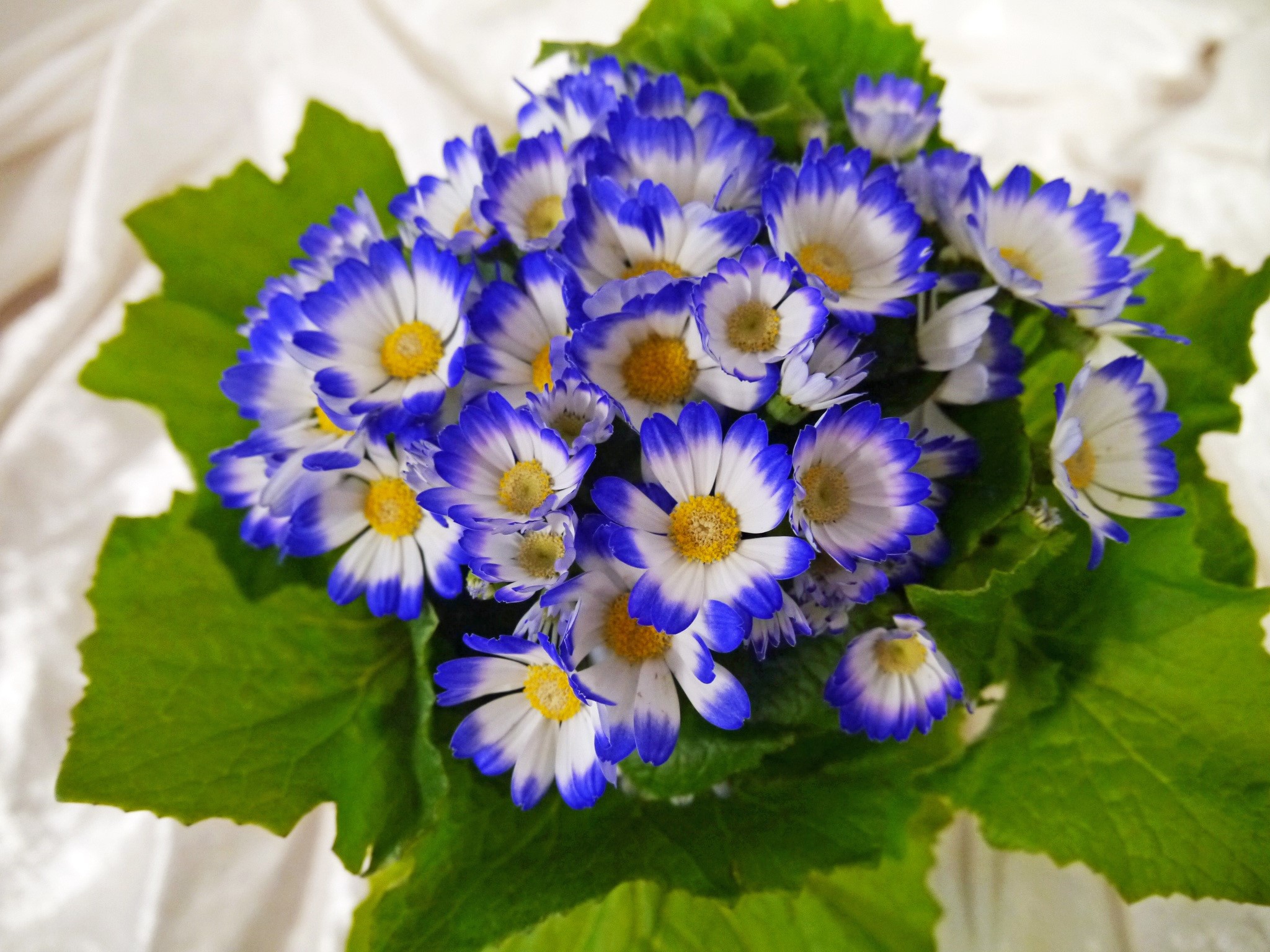 Bouquet of blue and white Cineraria flowers HD Wallpaper