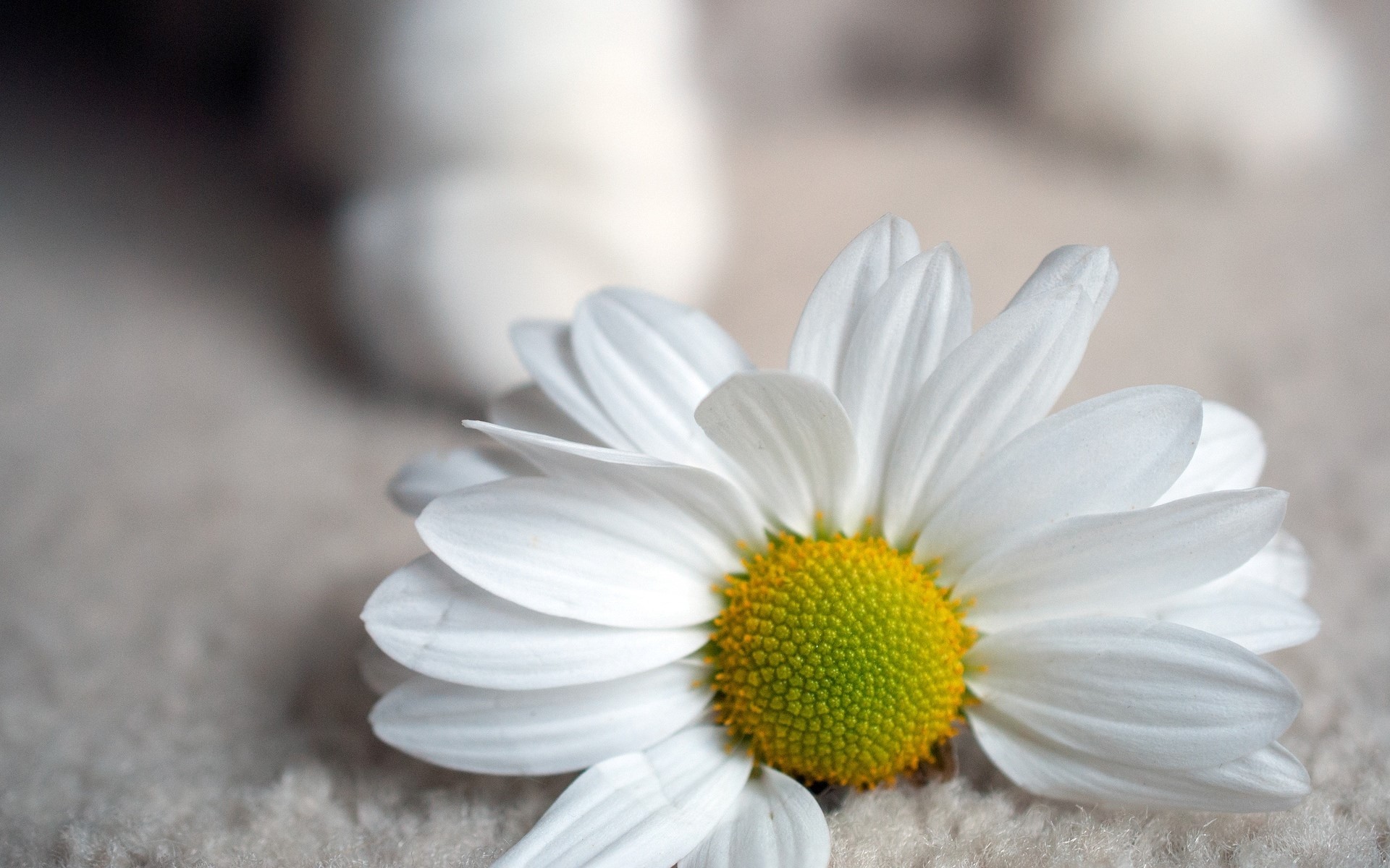 White daisy flower with yellow center on textured surface HD Wallpaper