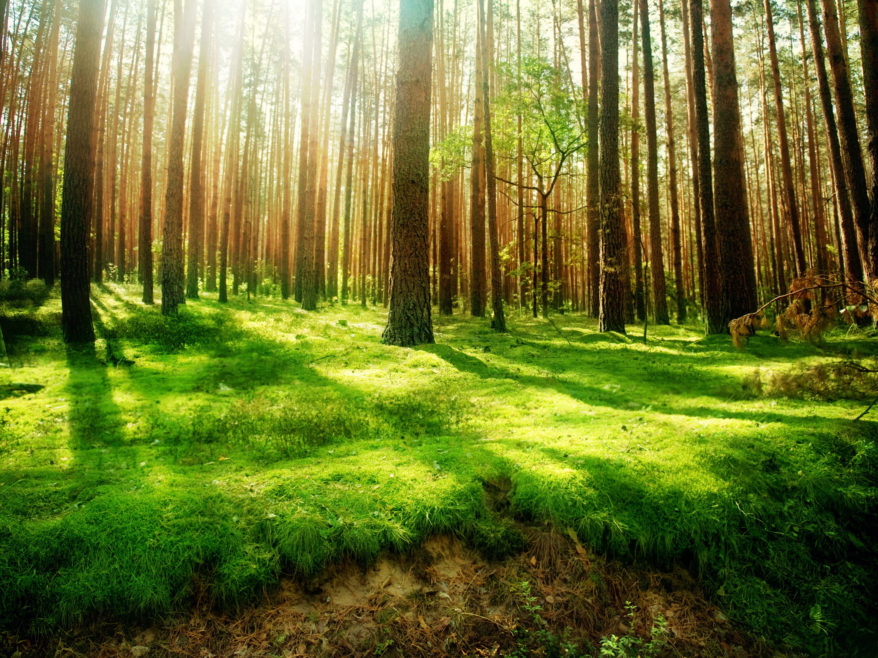 Sunlight filtering through a dense forest with green grass HD Wallpaper