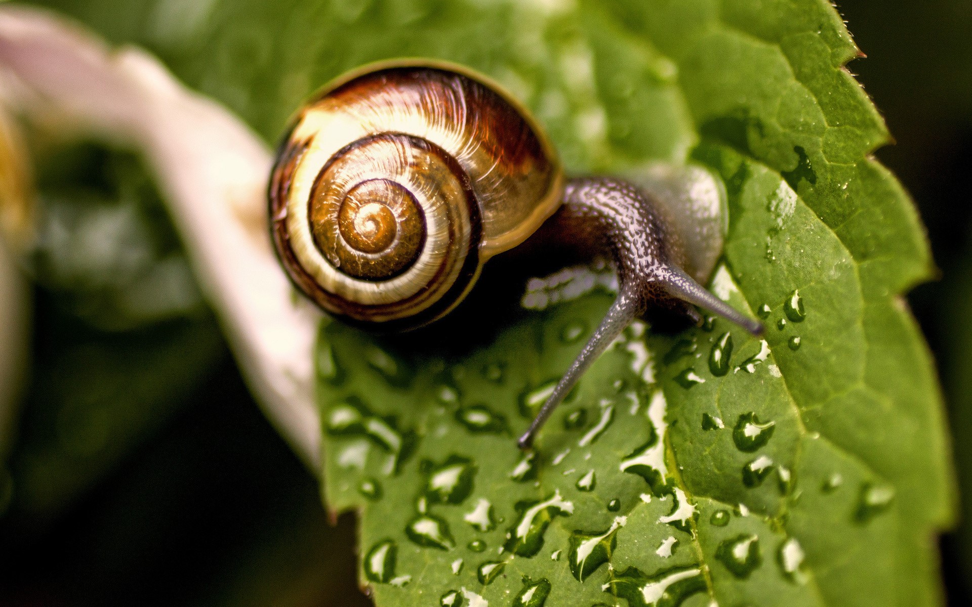 Snail on a wet green leaf HD Wallpaper