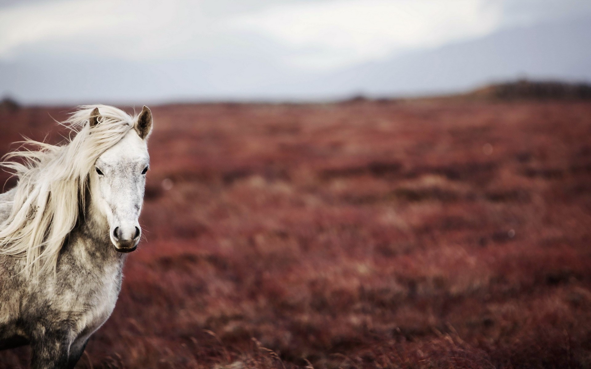 White horse in a field HD Wallpaper