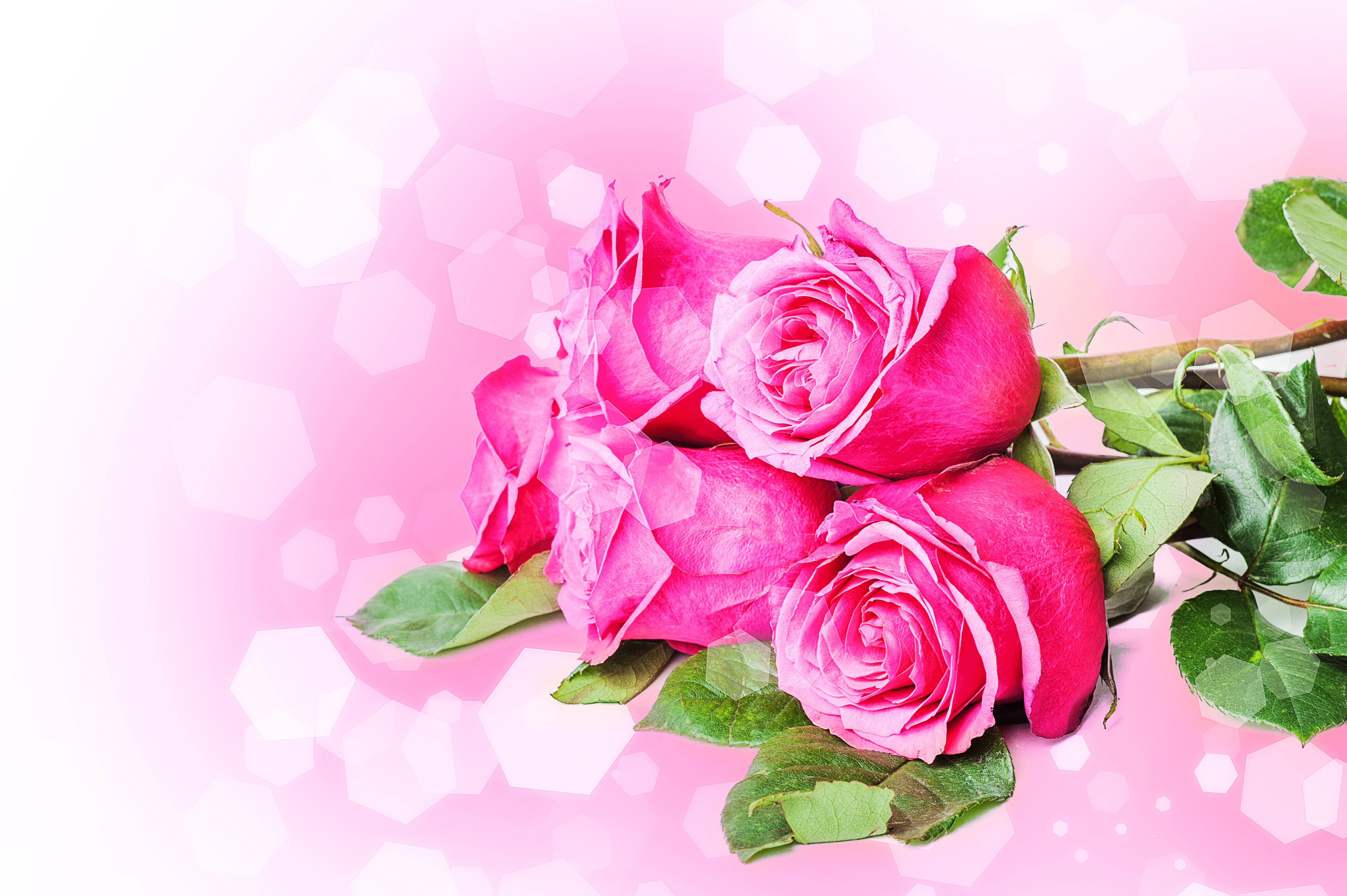 Four Pink Roses with Bokeh Background HD Wallpaper