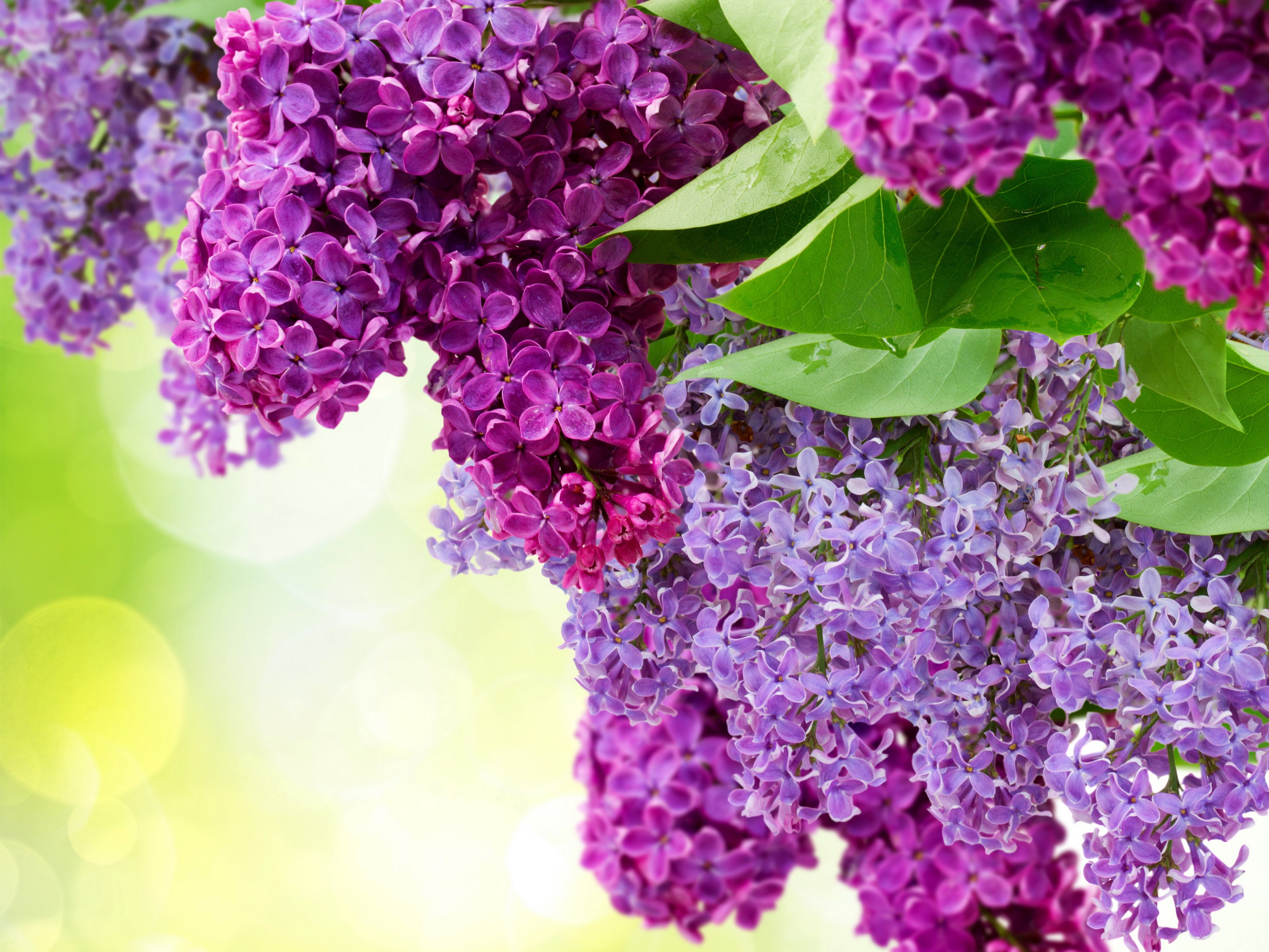 Purple and pink lilac flowers with green leaves HD Wallpaper
