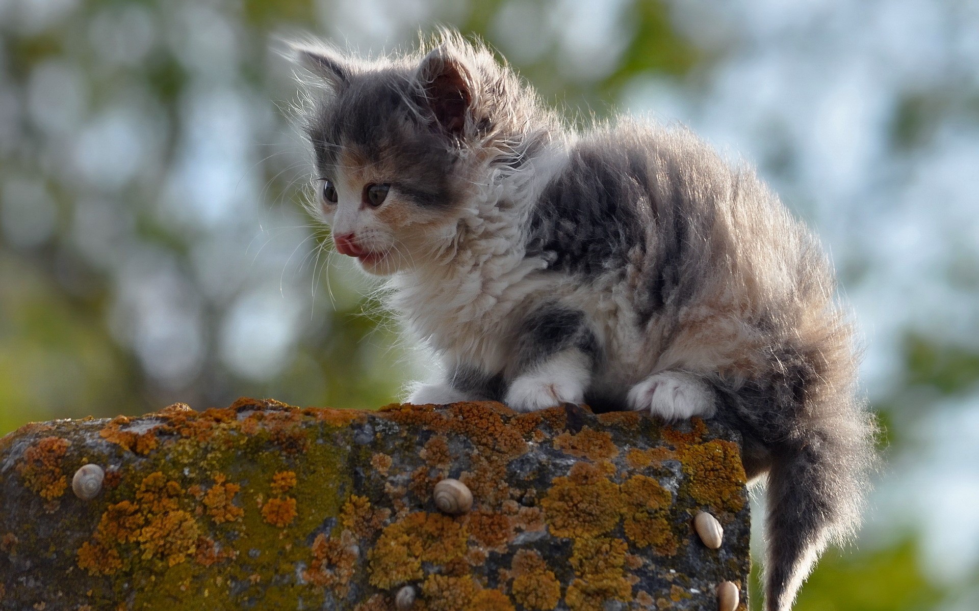 Fluffy kitten sitting on a mossy stone HD Wallpaper