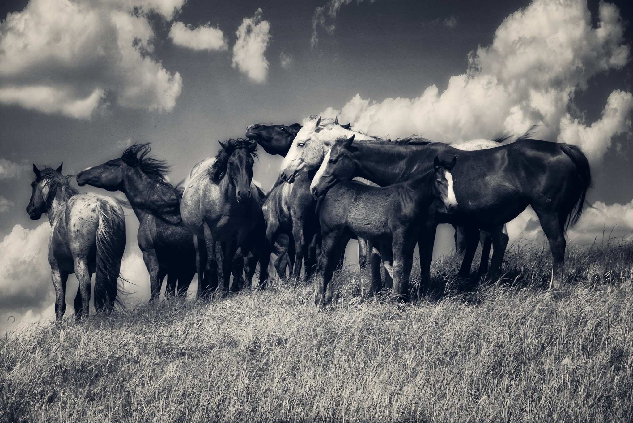 A herd of horses on a grassy hill under a cloudy sky HD Wallpaper