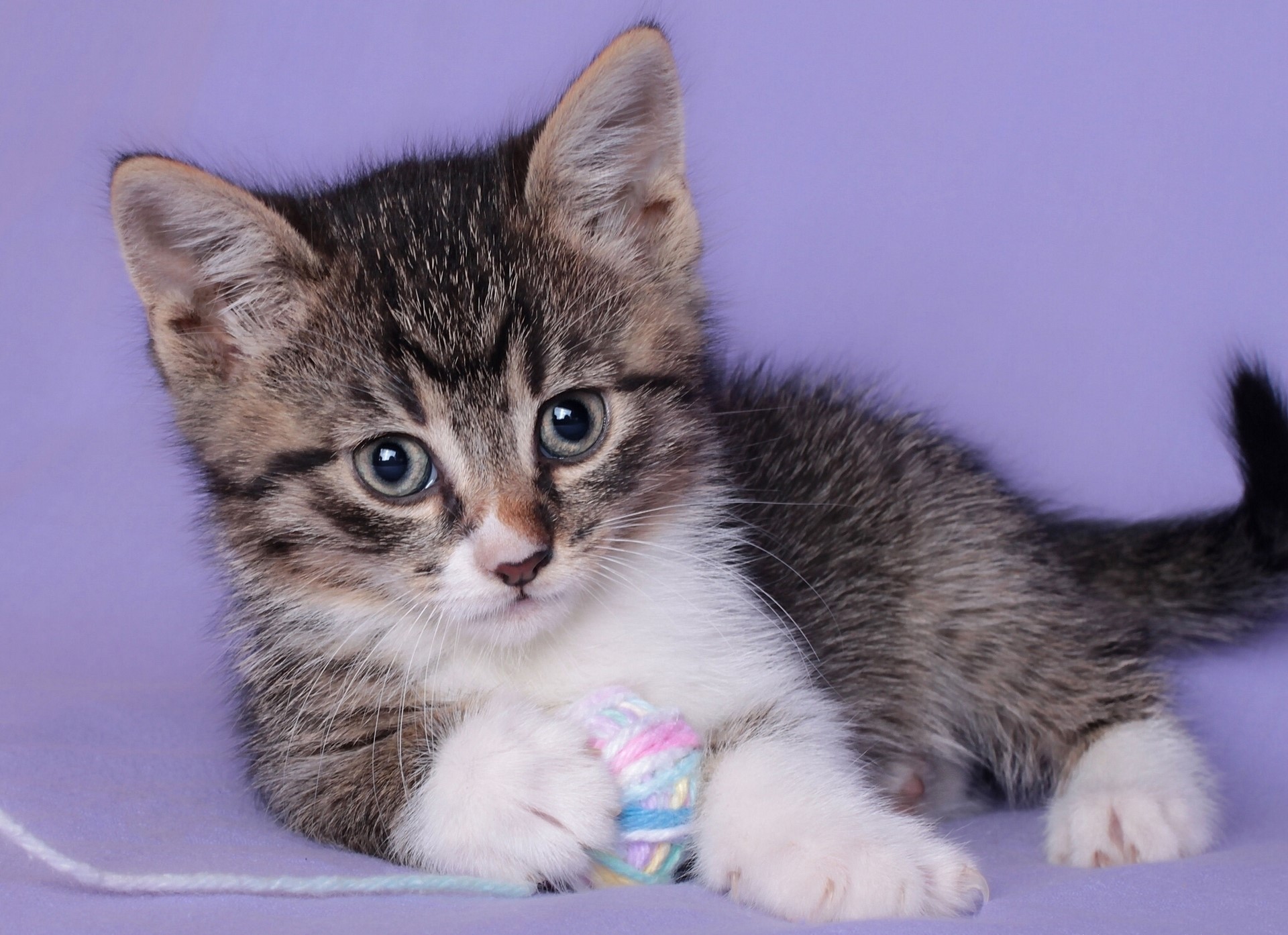 Tabby kitten playing with a ball of yarn HD Wallpaper