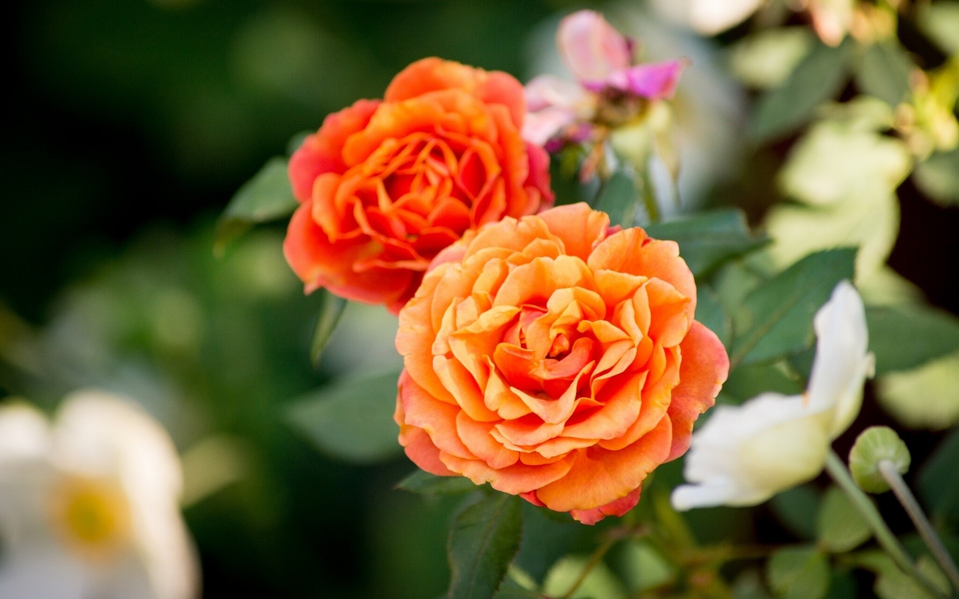 Two orange roses in a garden HD Wallpaper